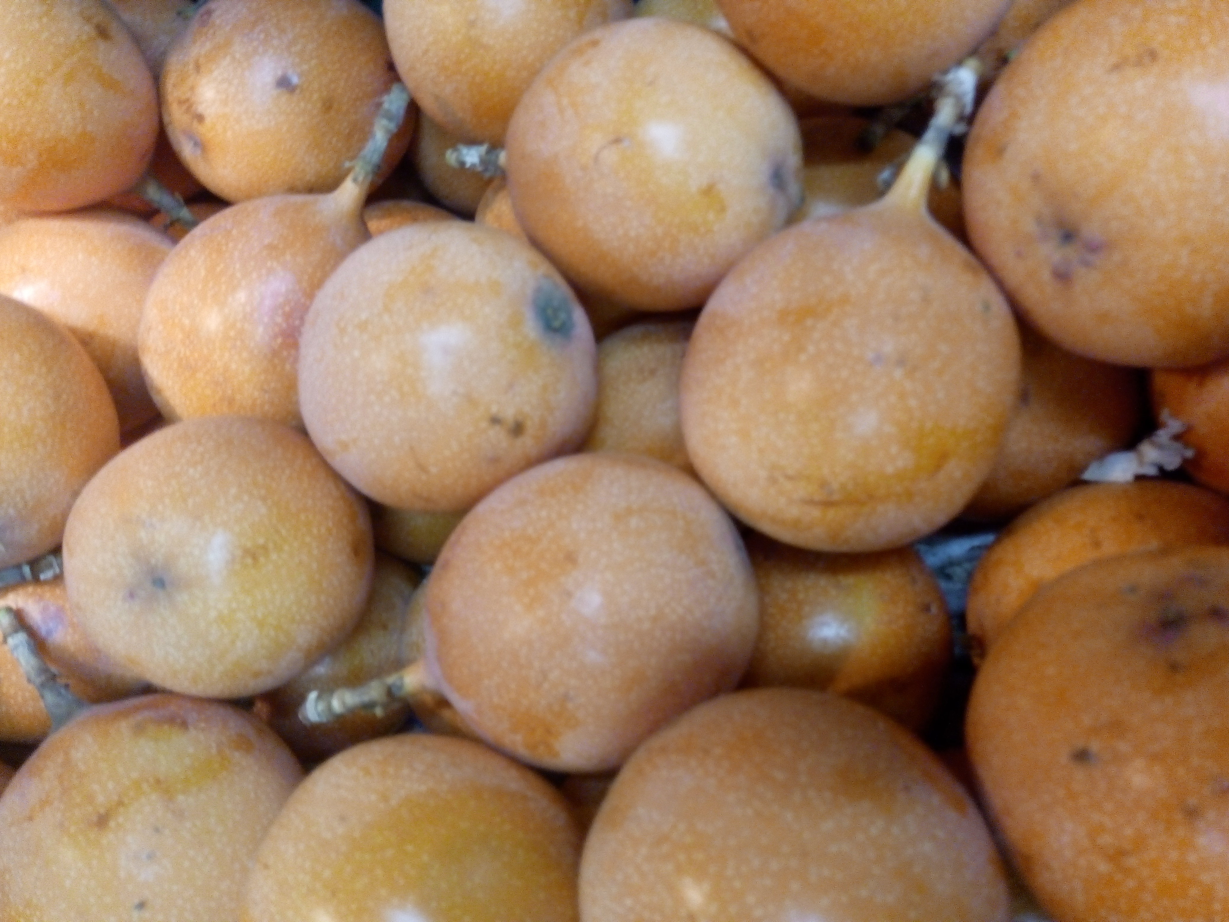 Granadilla