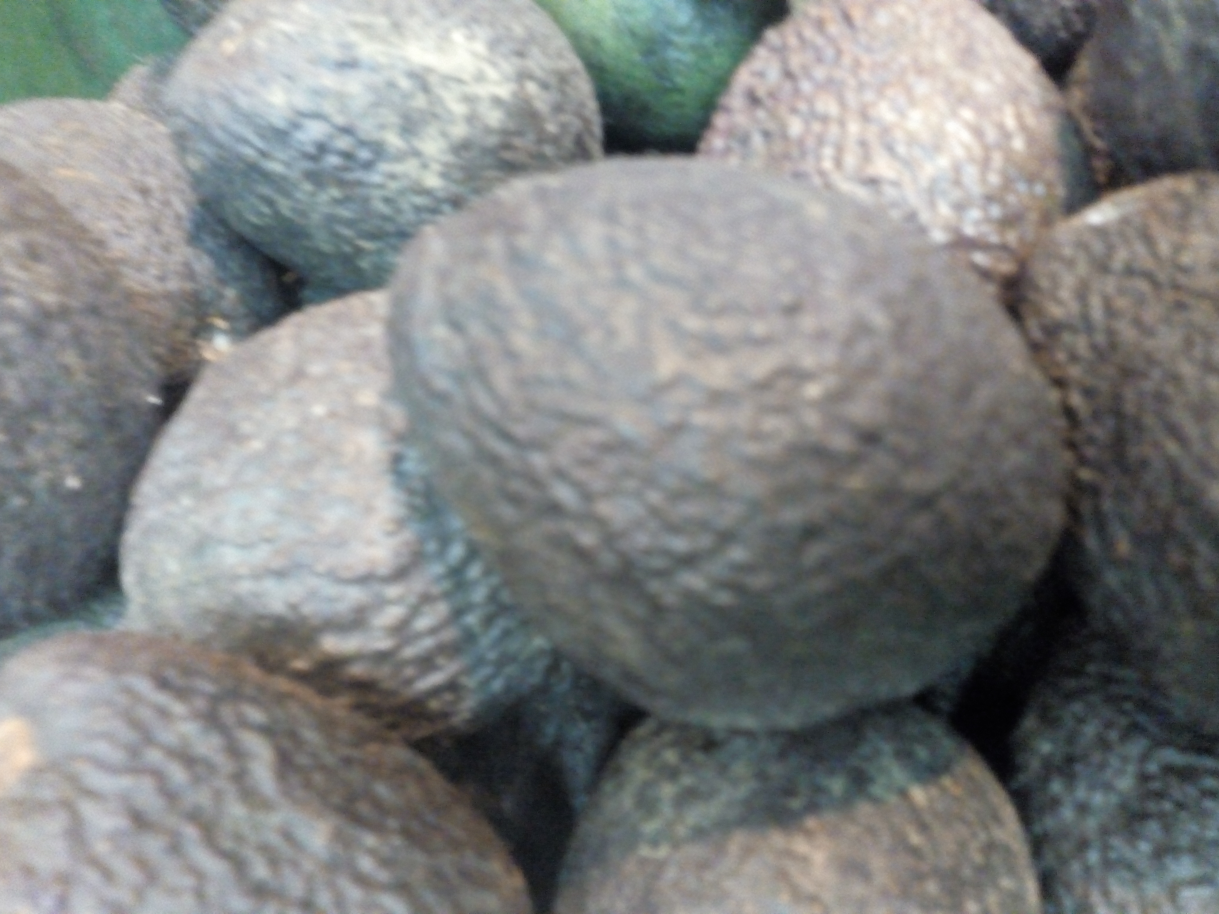 Aguacate haz