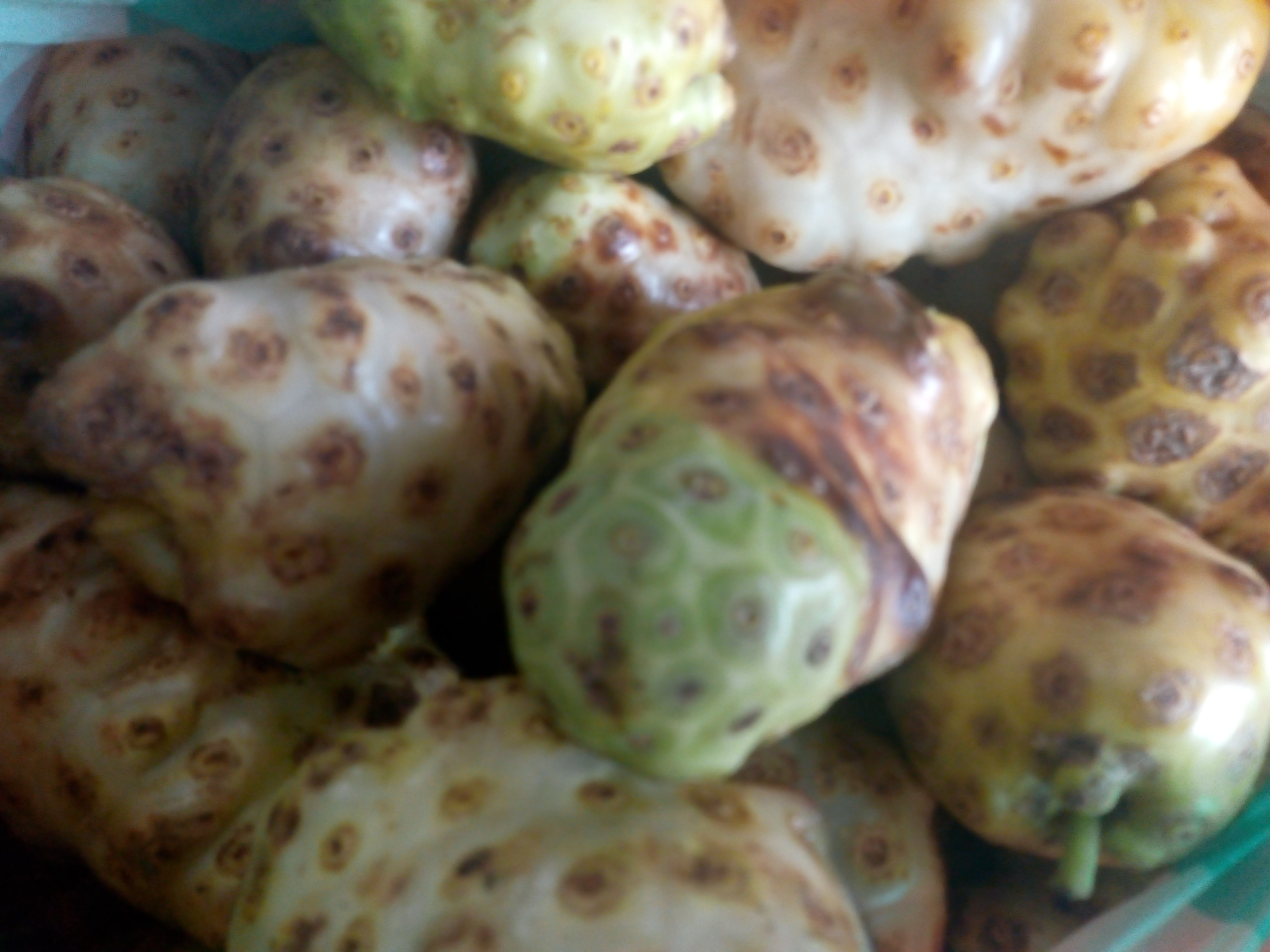 Noni