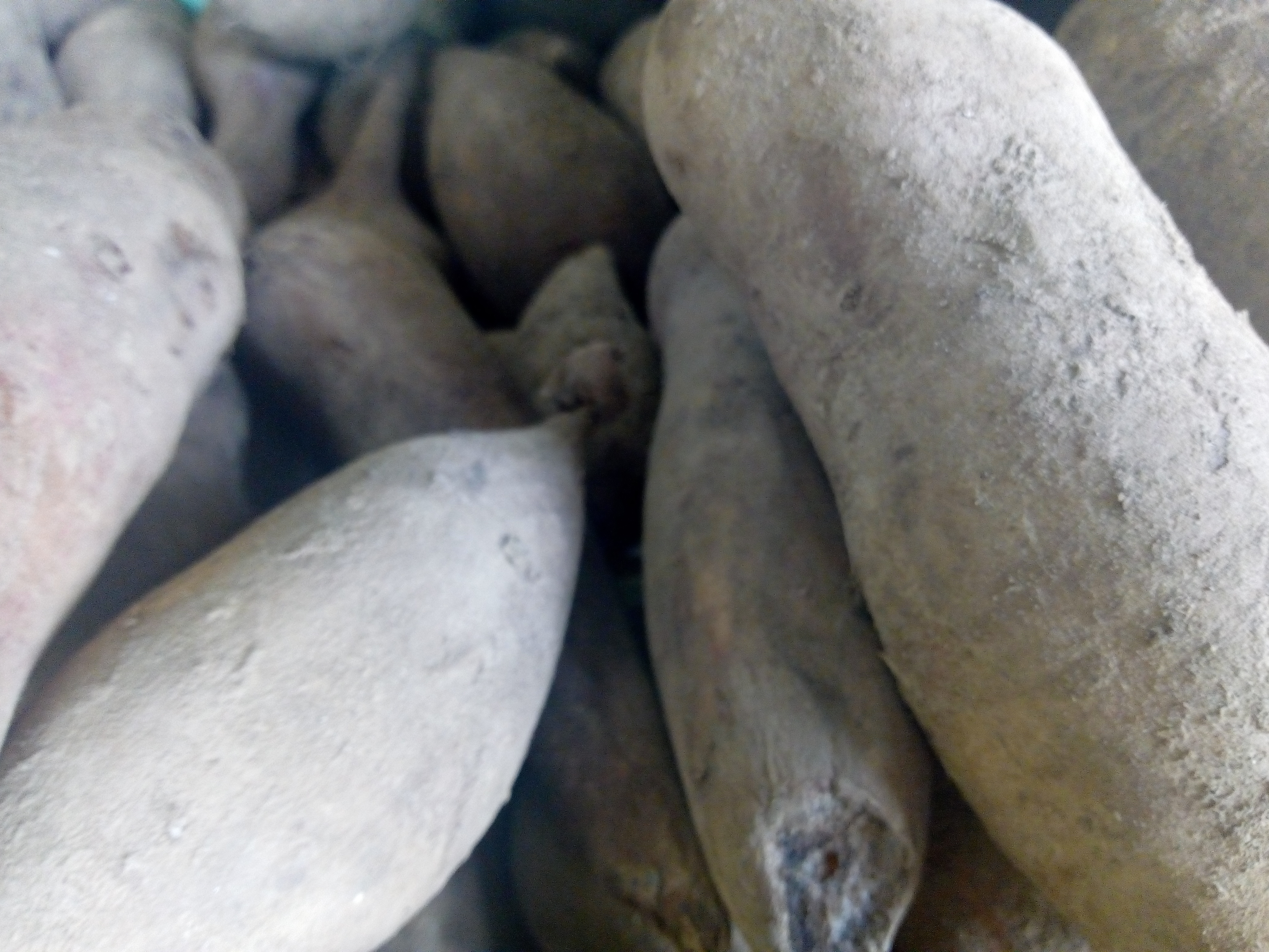 Camote