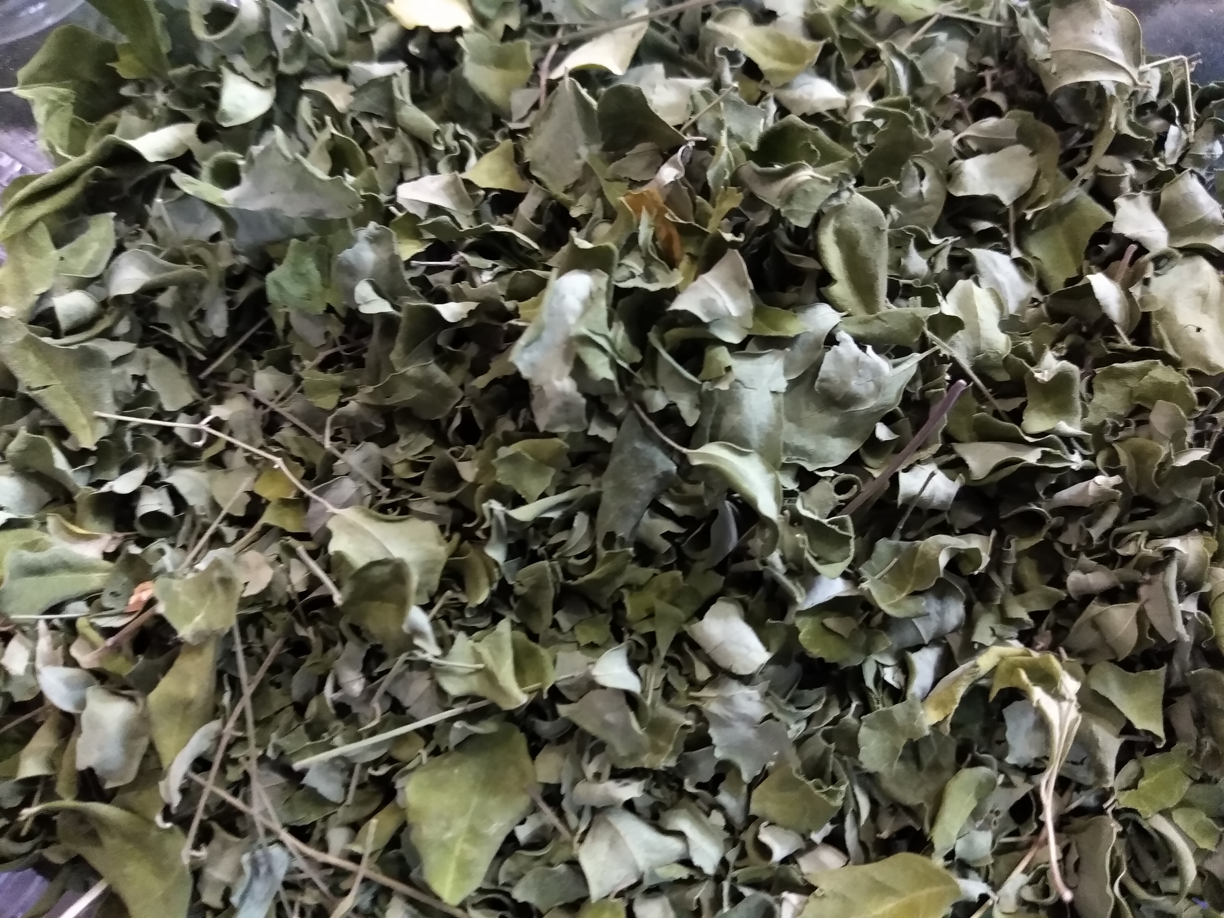 Moringa