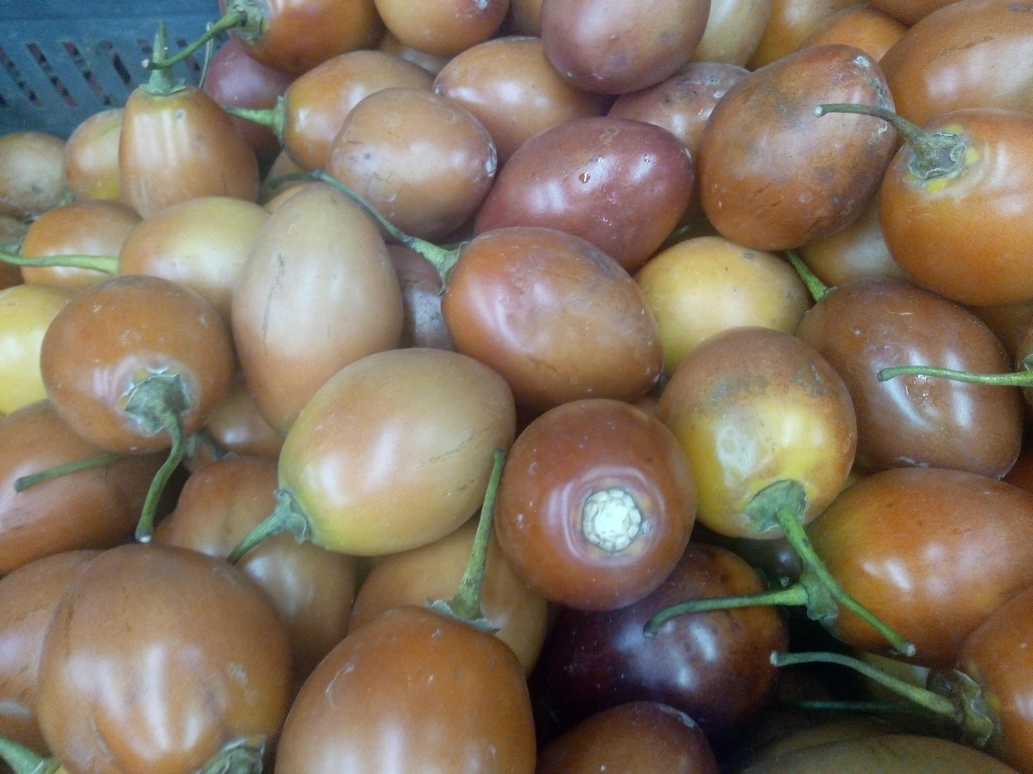 Tomate de árbol