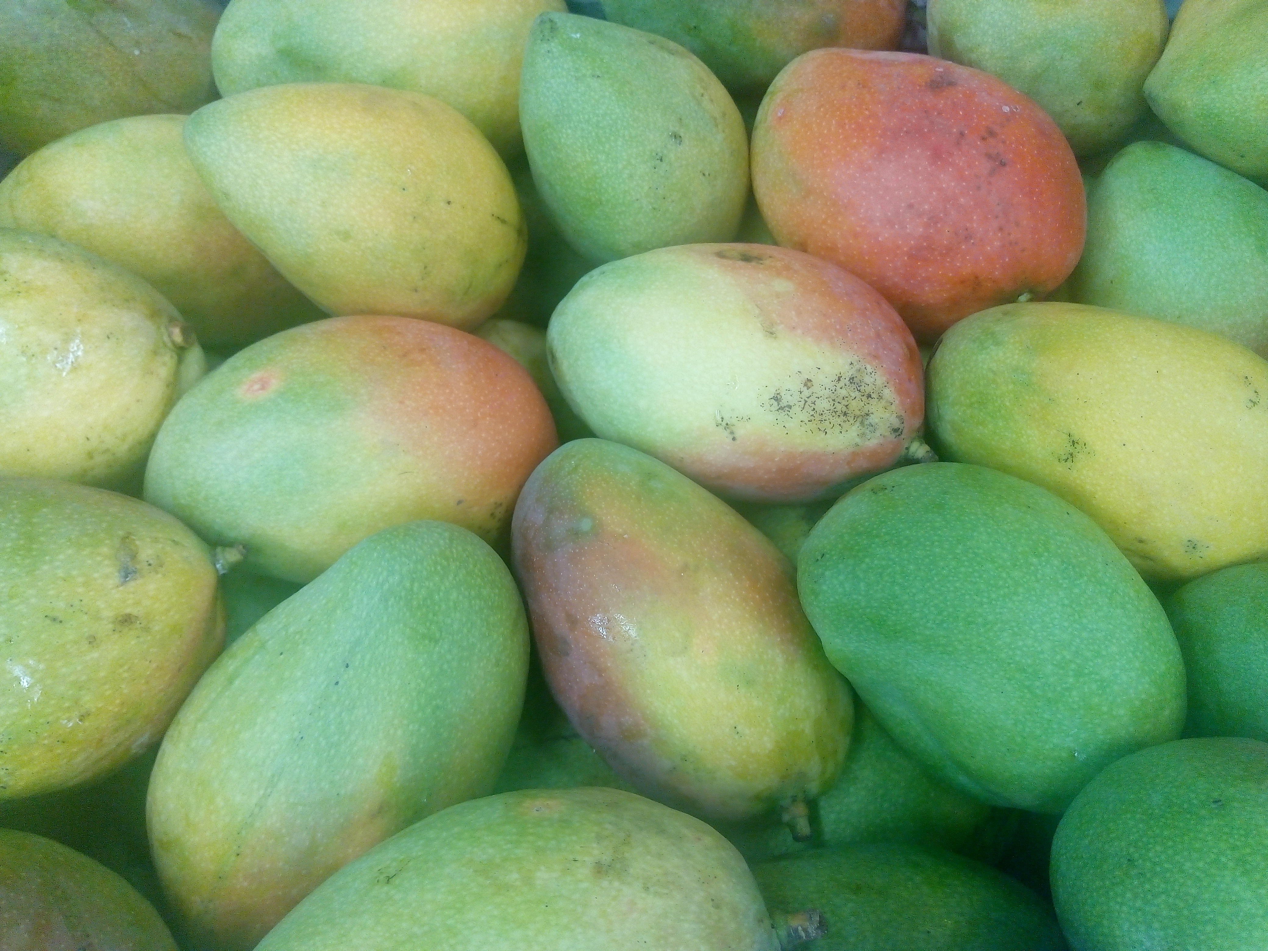 Mango Tomy