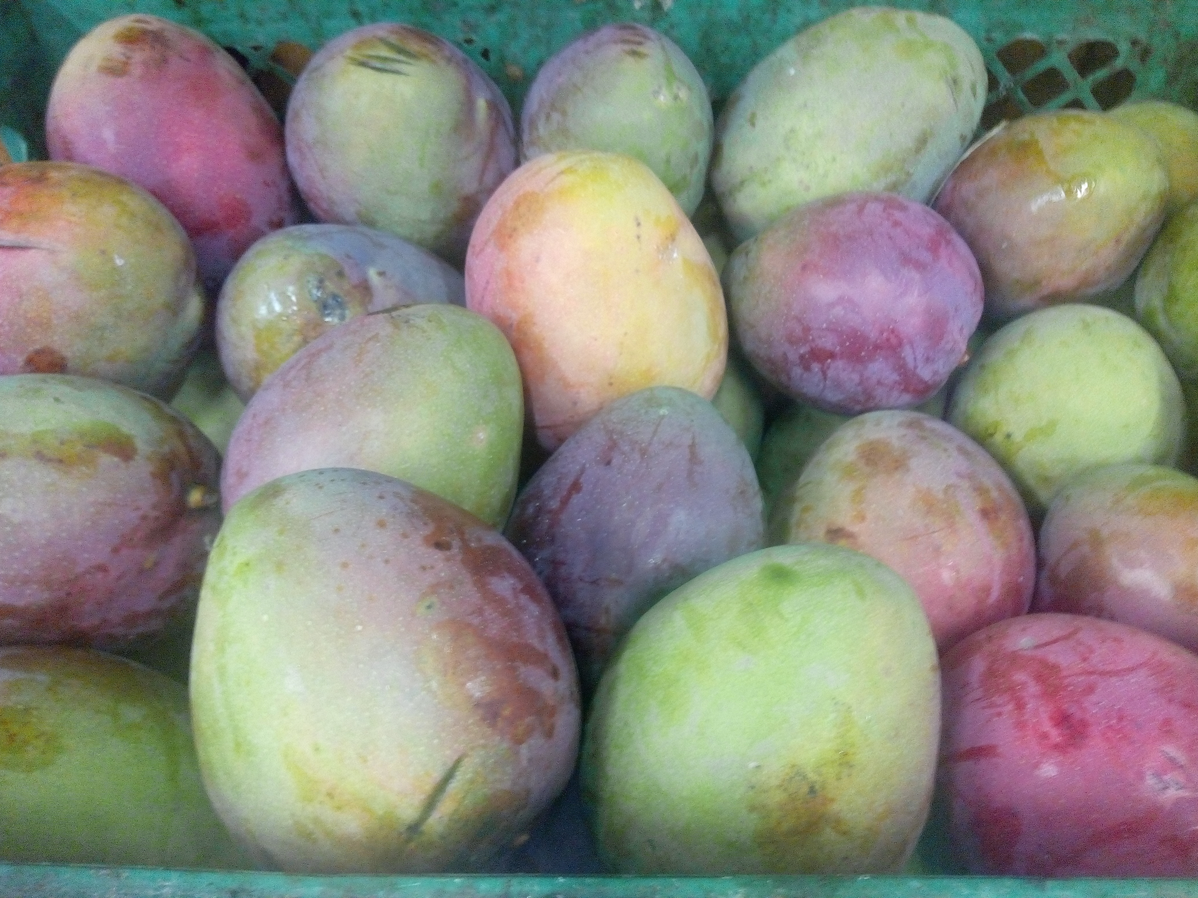 Mango yulima