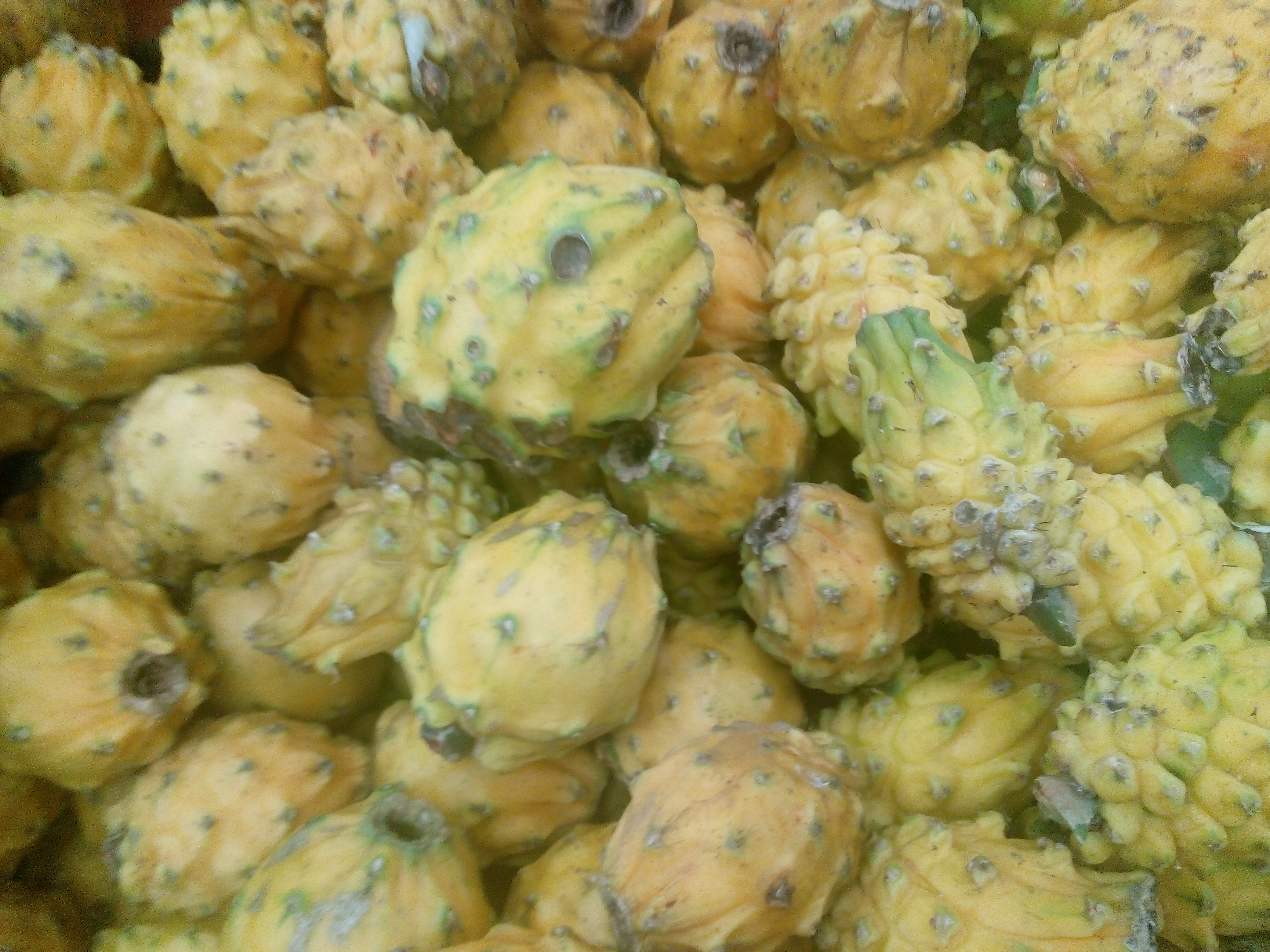 Pitaya