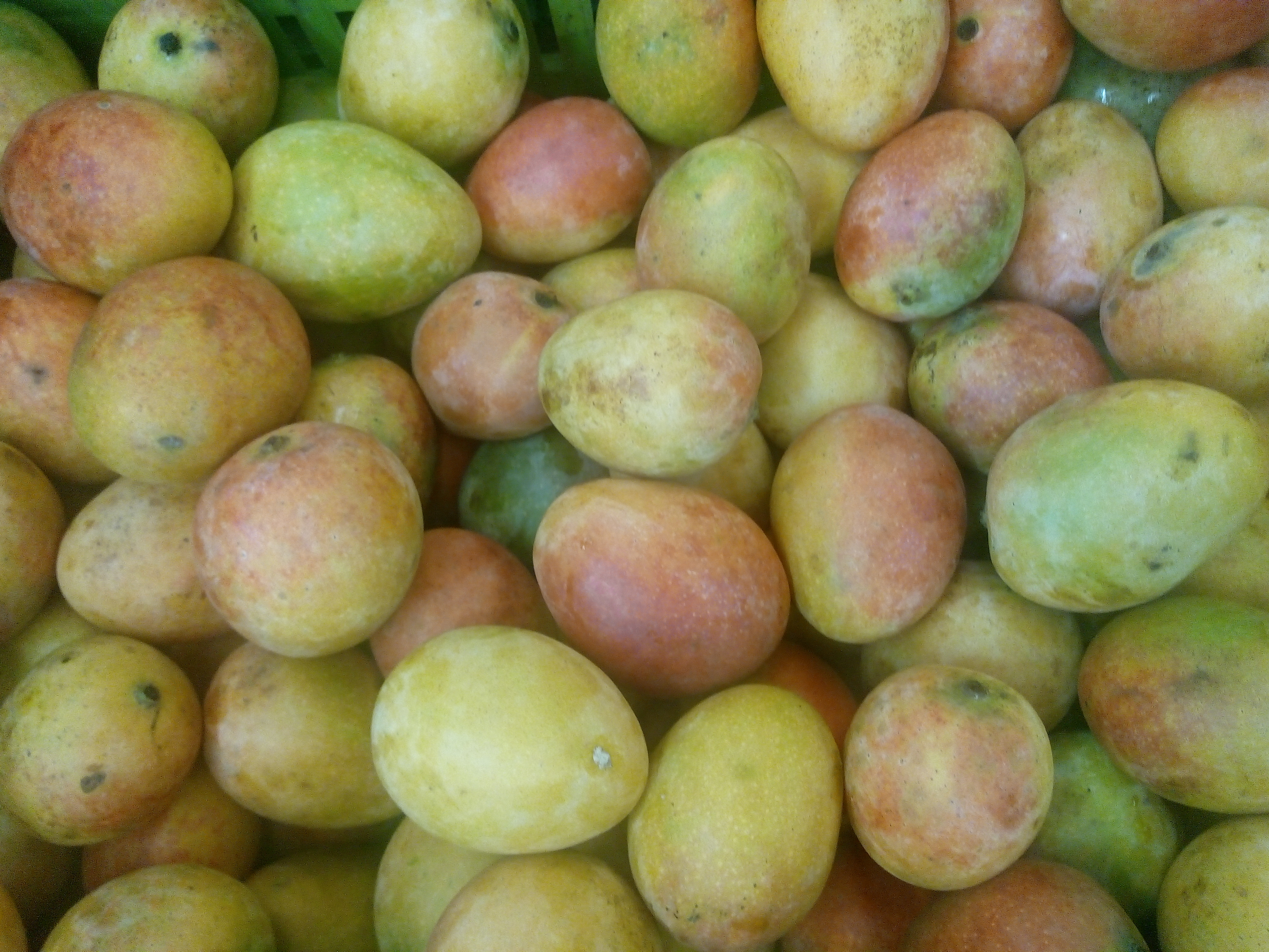 Mango de azúcar