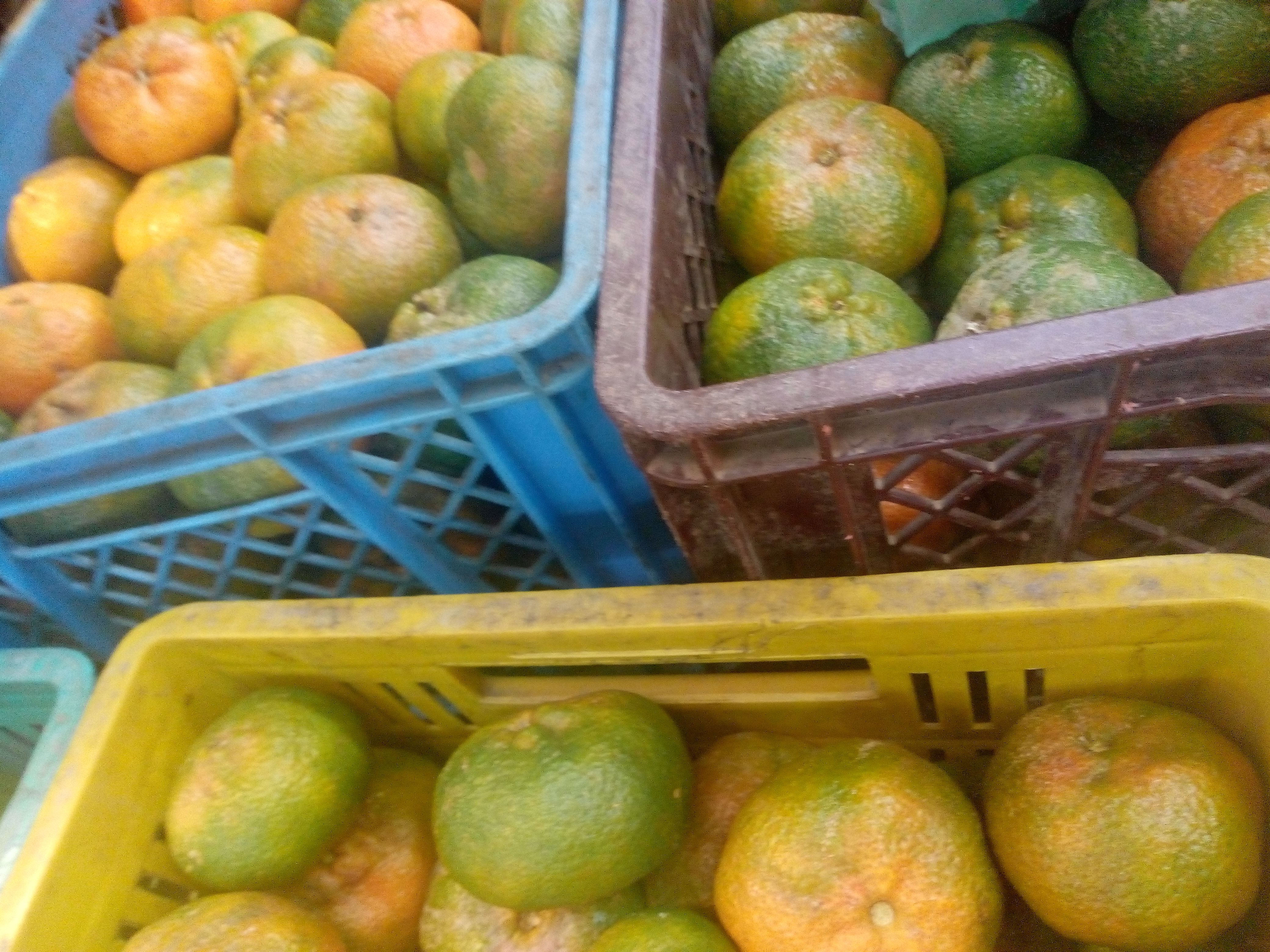 Mandarina