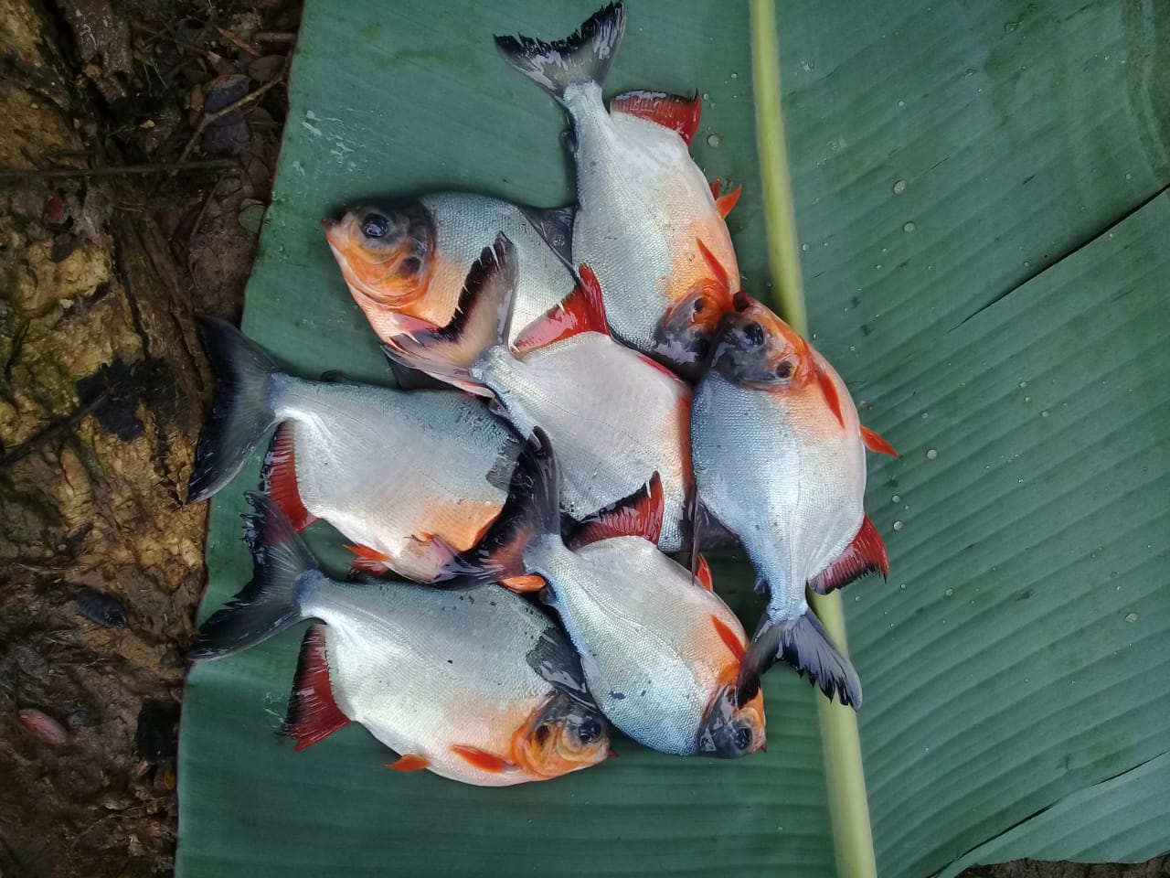 Cachama de 500 a 550 gramos