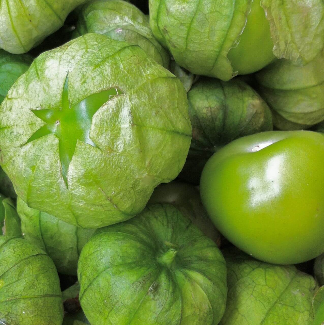 TOMATILLO MEXICANO