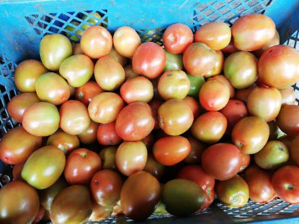 Tomate chonto