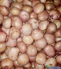 Papa pastusa bulto