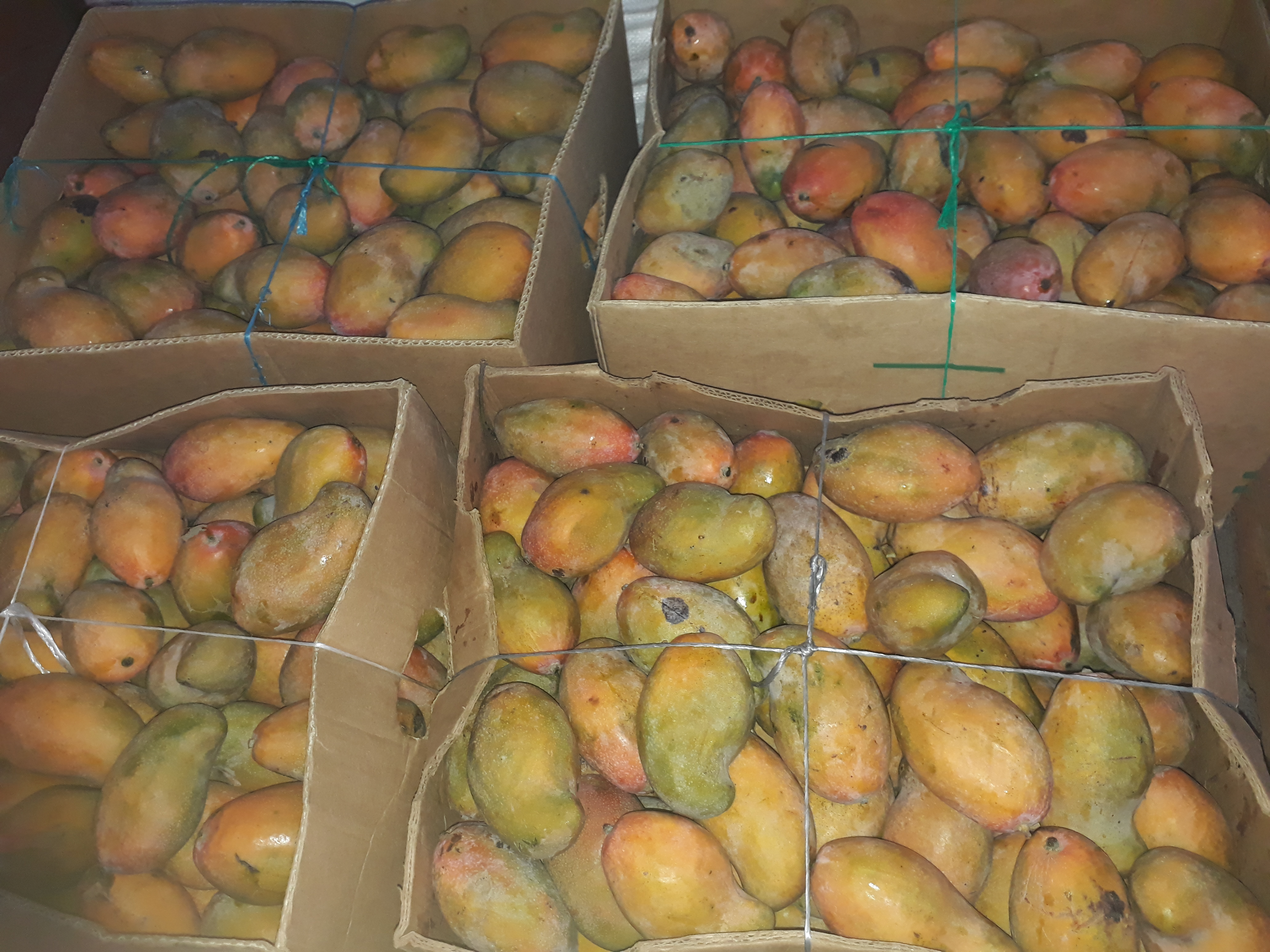 Mango chupa