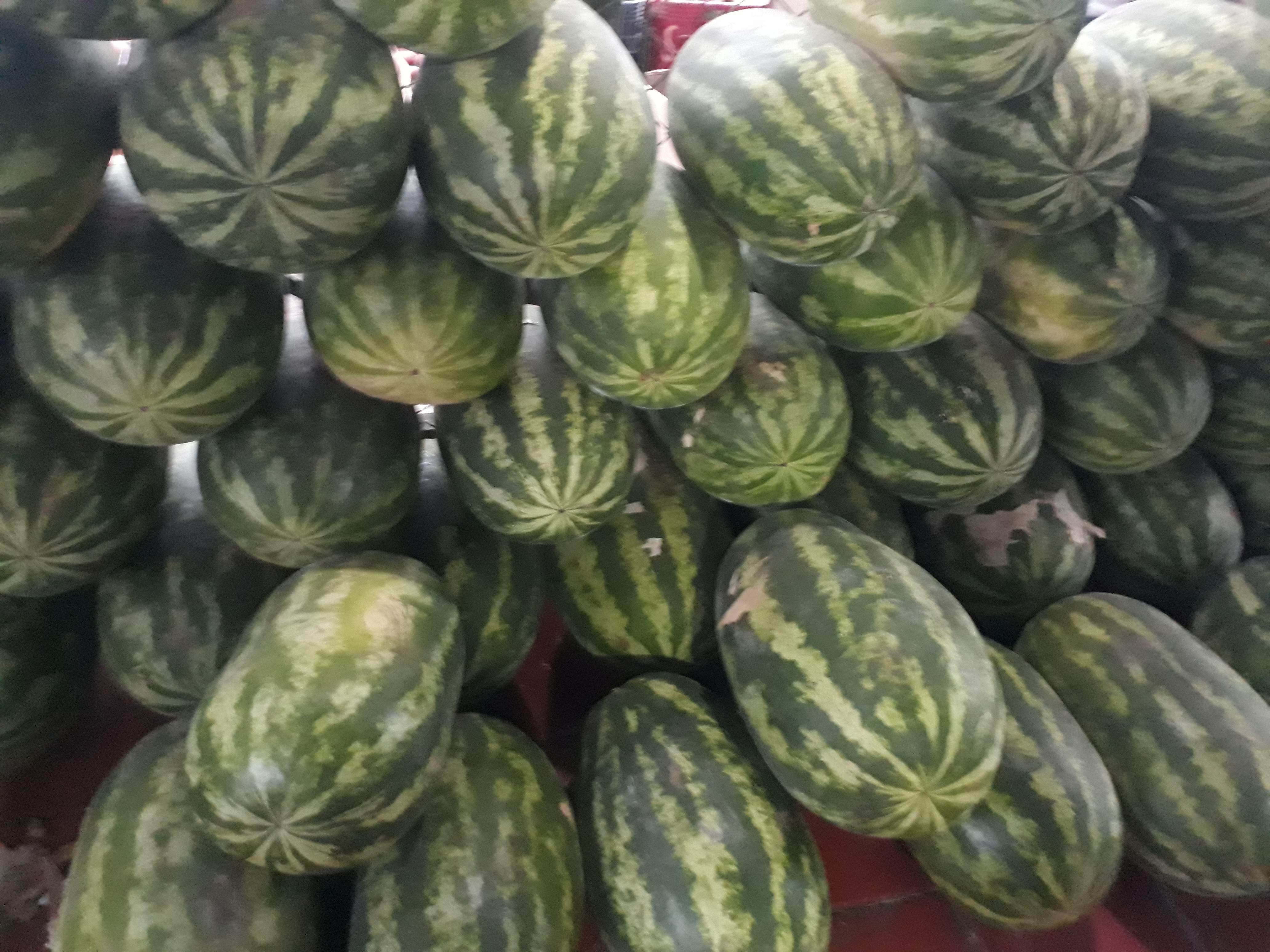 Sandia llanera