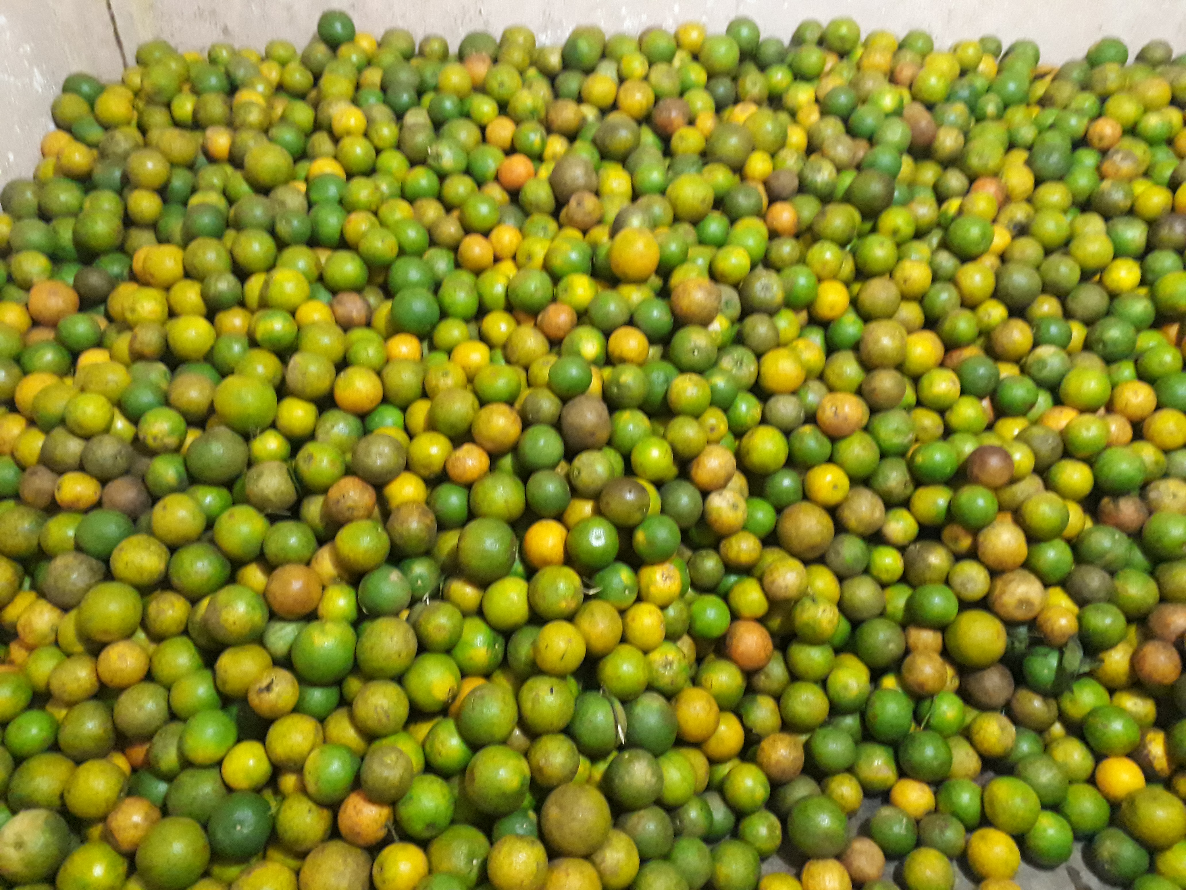 Naranja quindeana