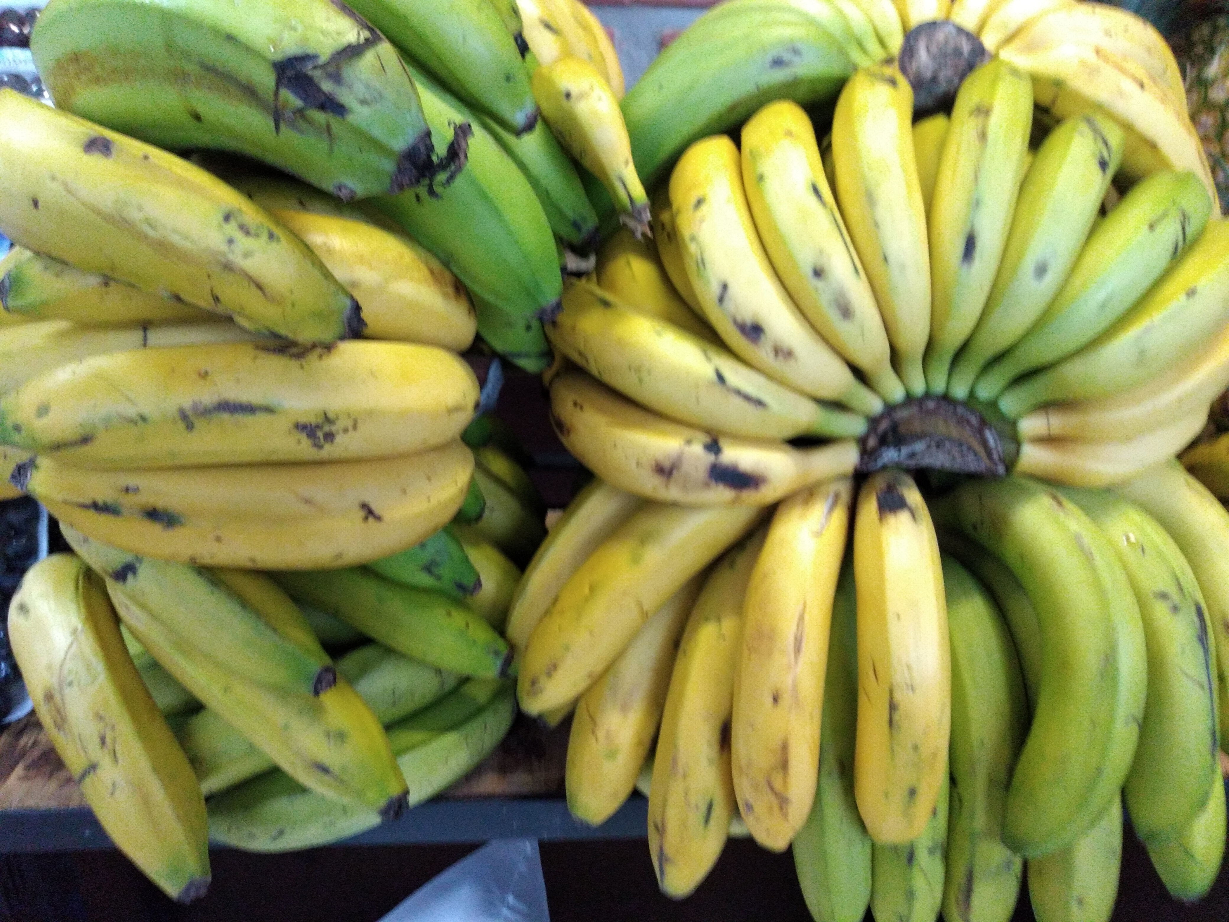 Banano criollo