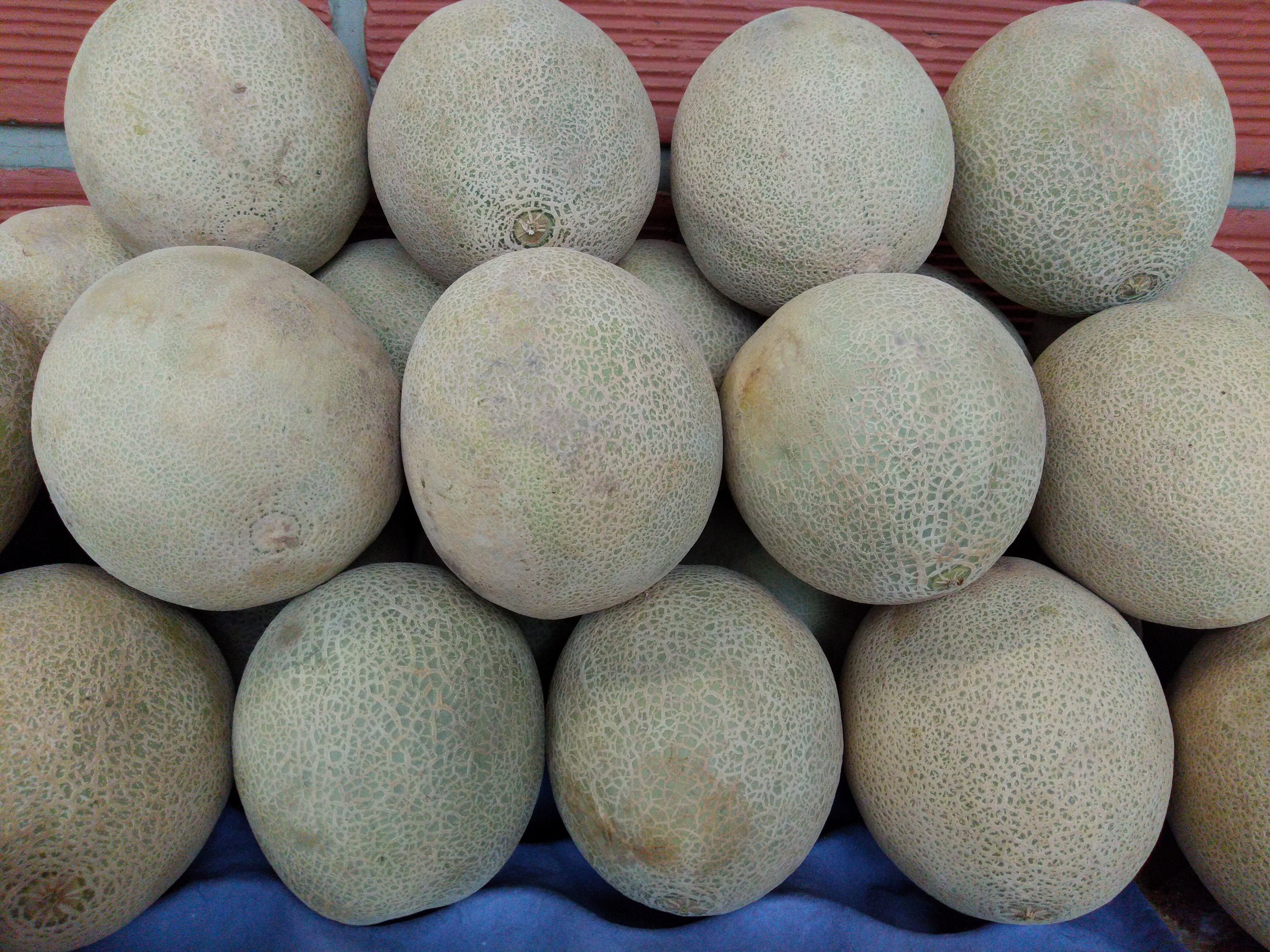 Melón