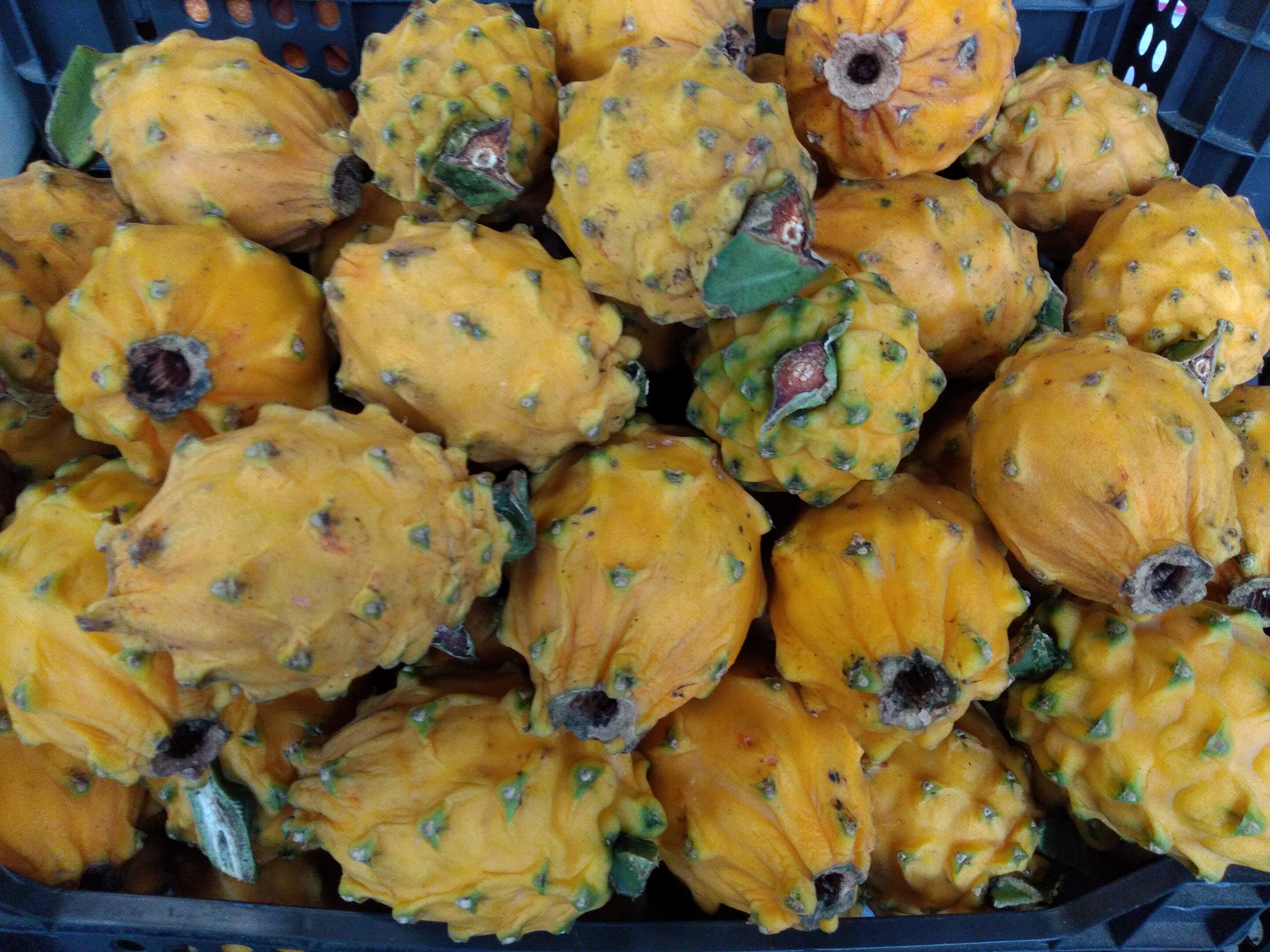 Pitaya