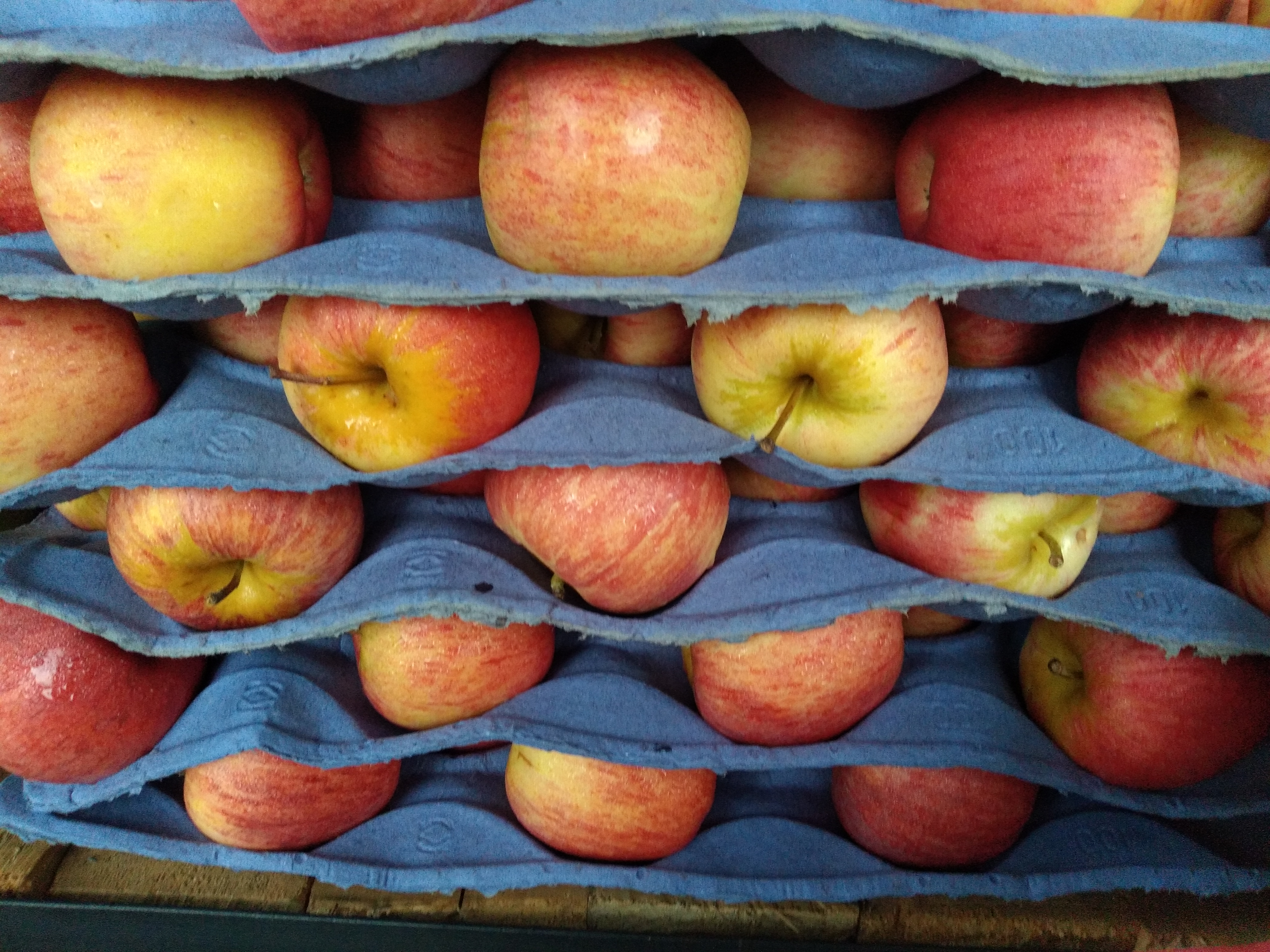 Manzana gala