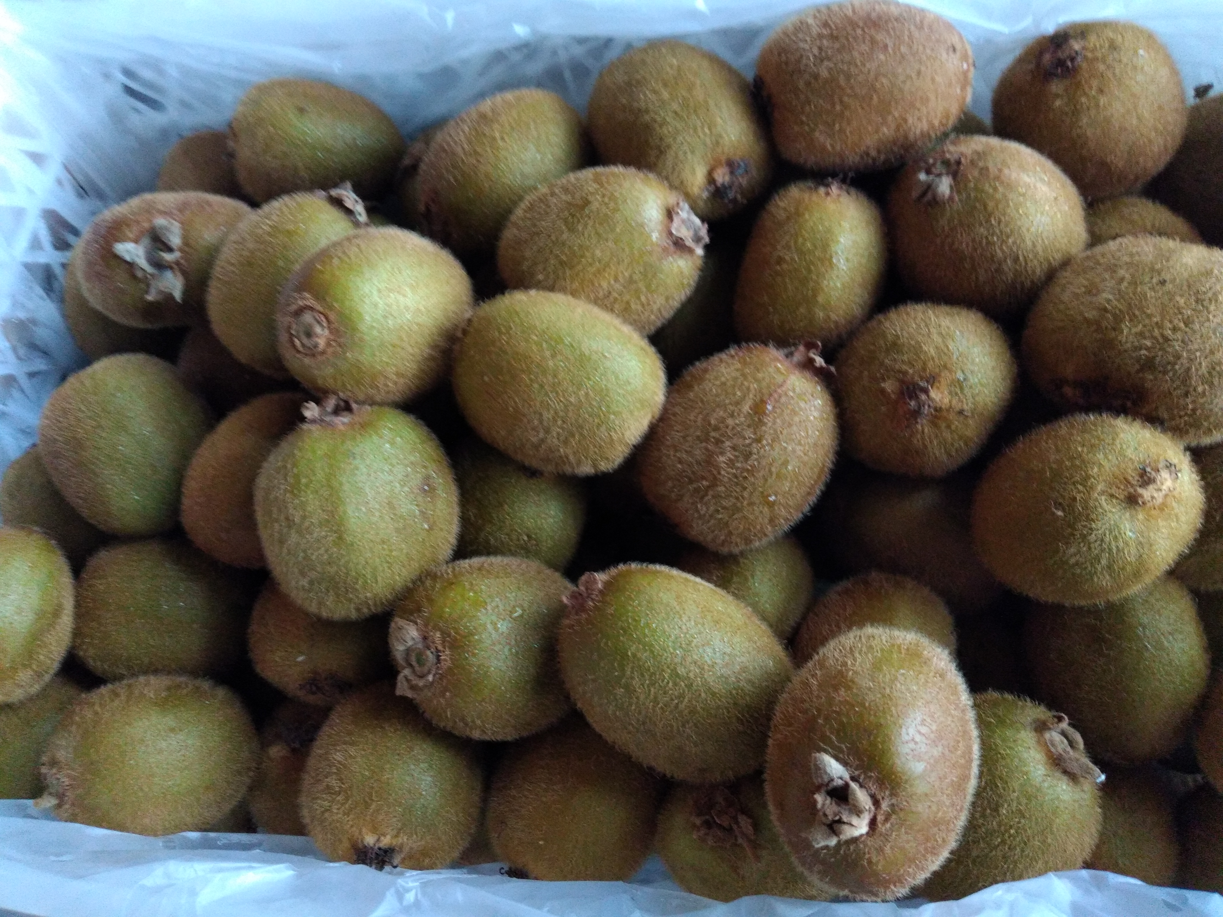 Kiwi