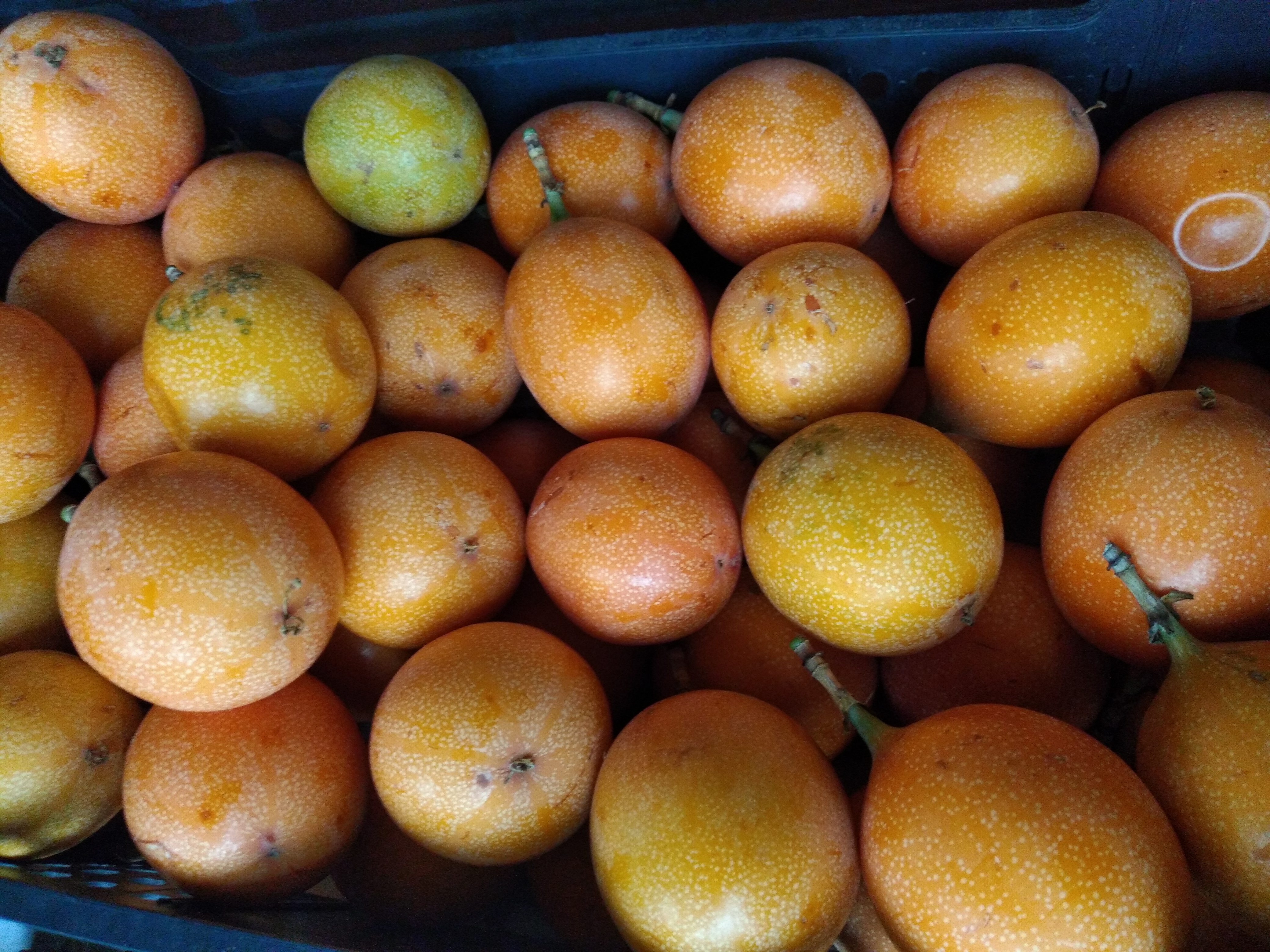 Granadilla
