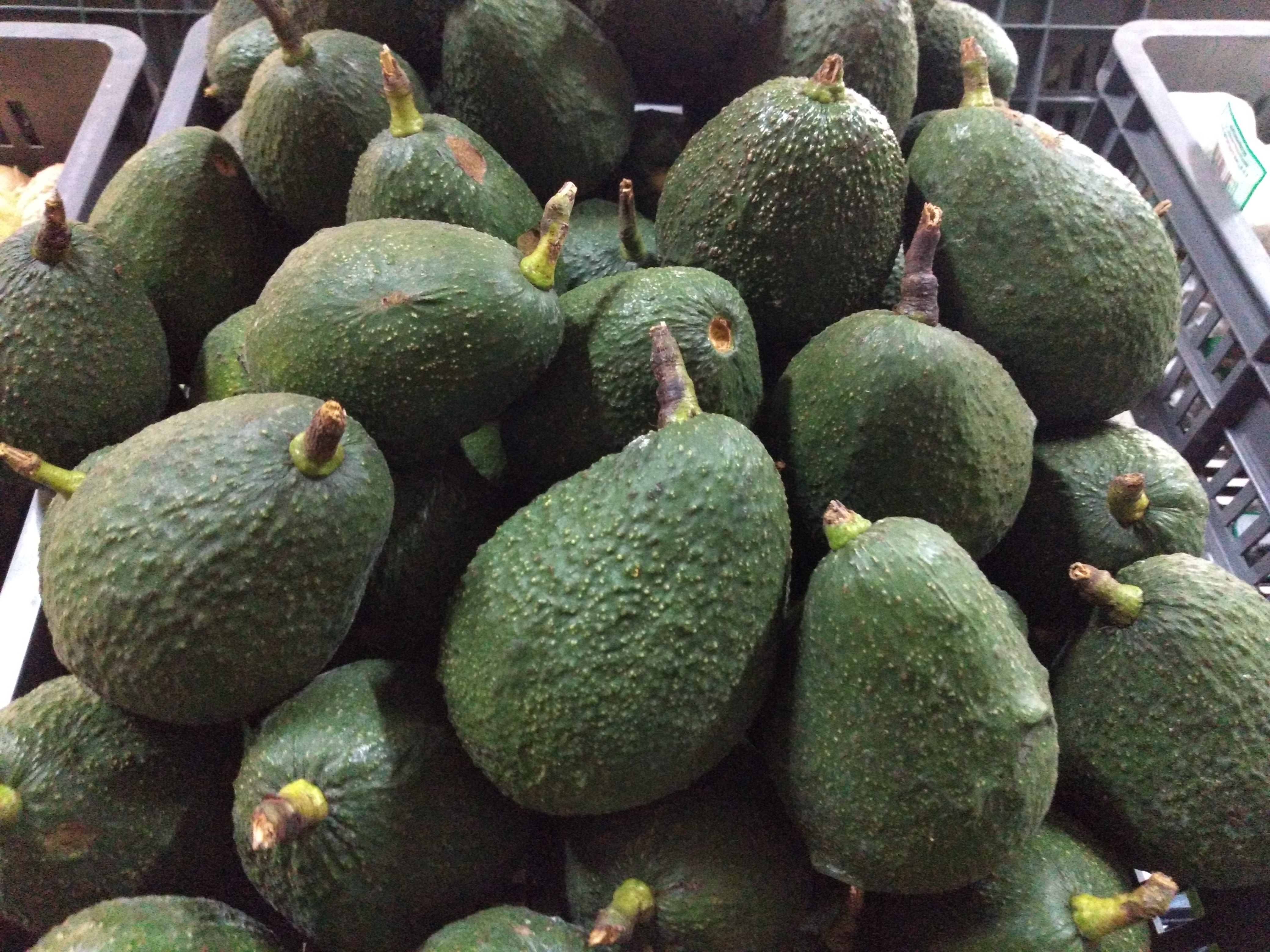 Aguacate Hass grueso