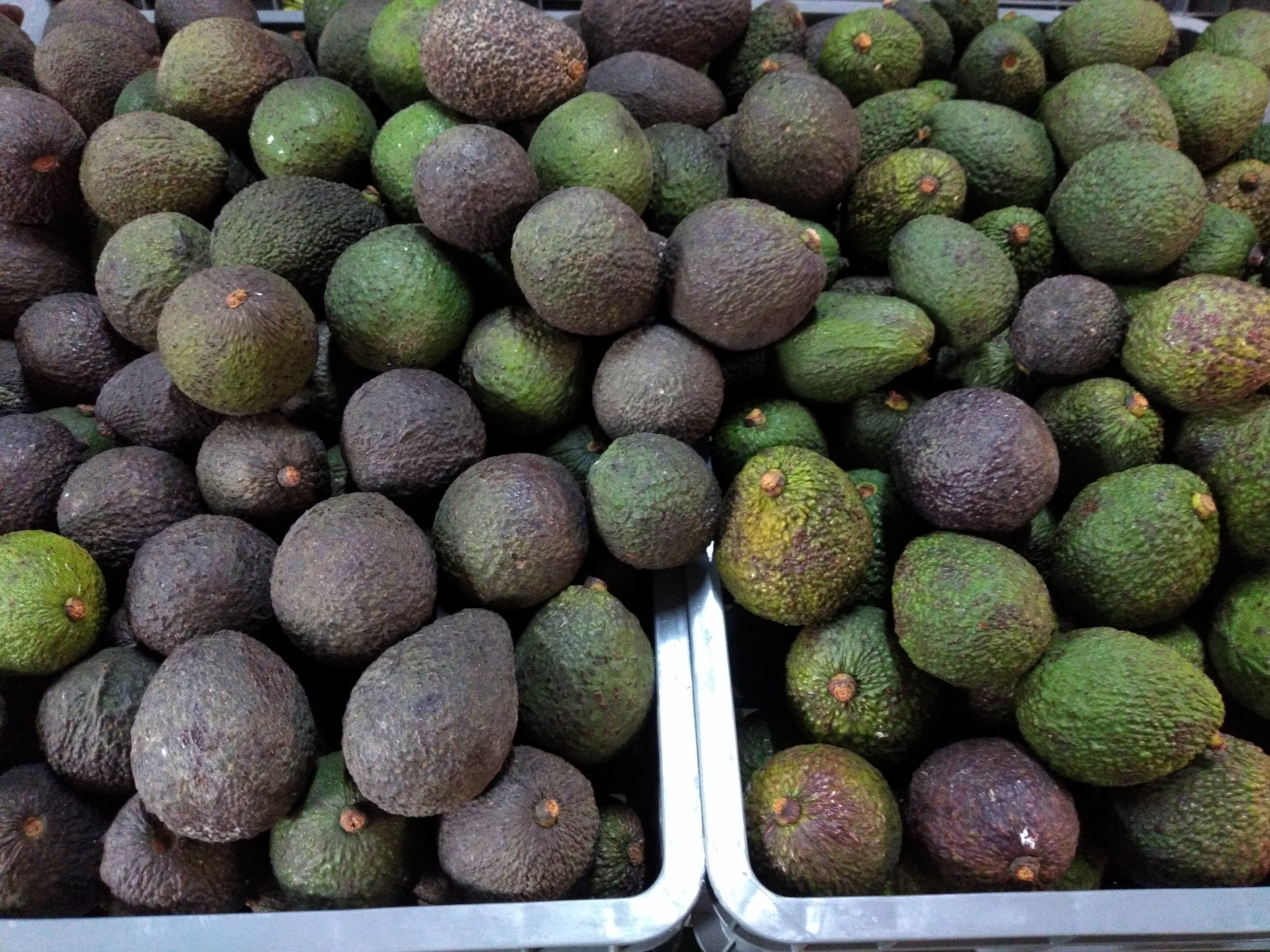 Aguacate Hass delgado