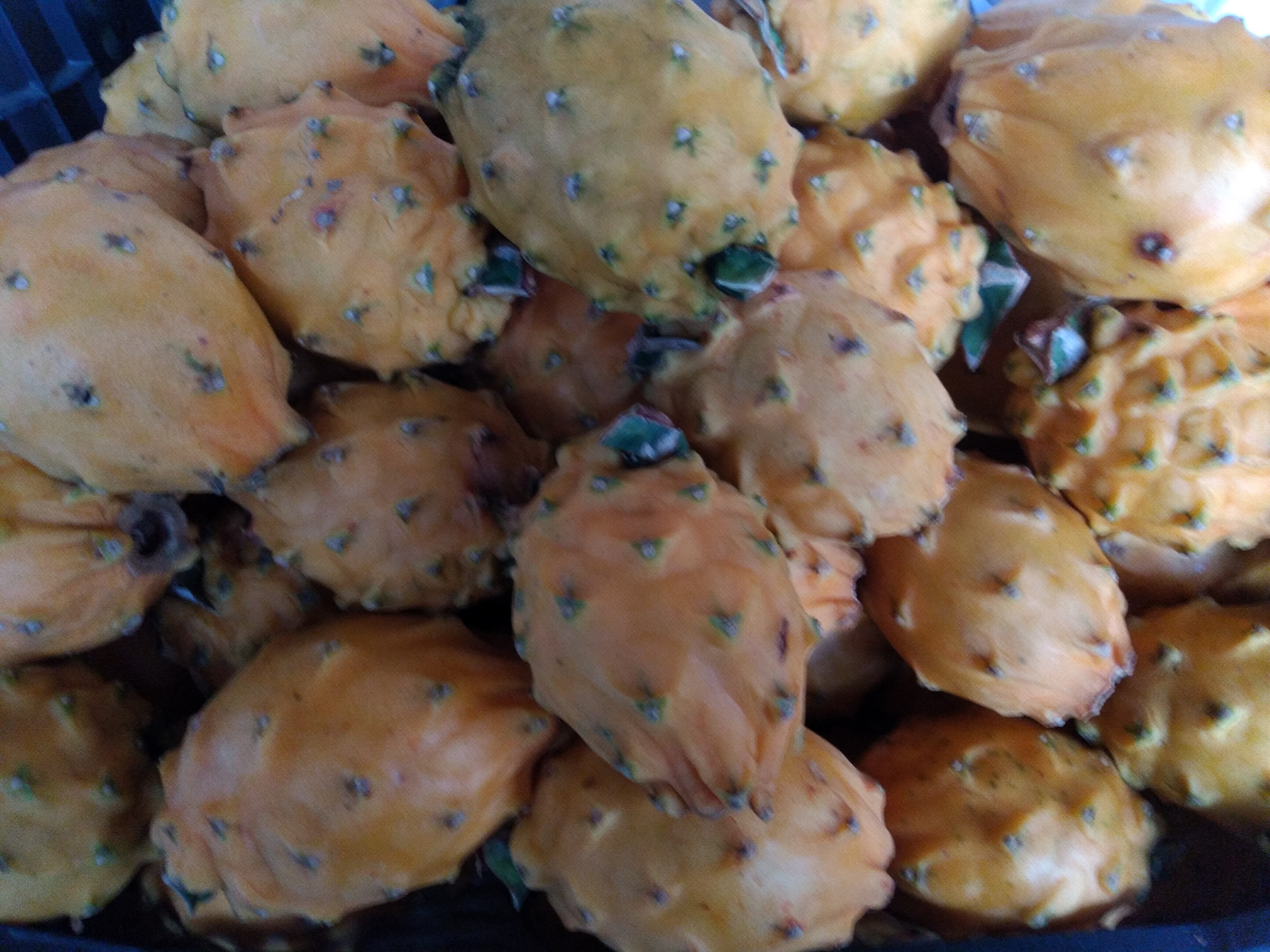Pitaya