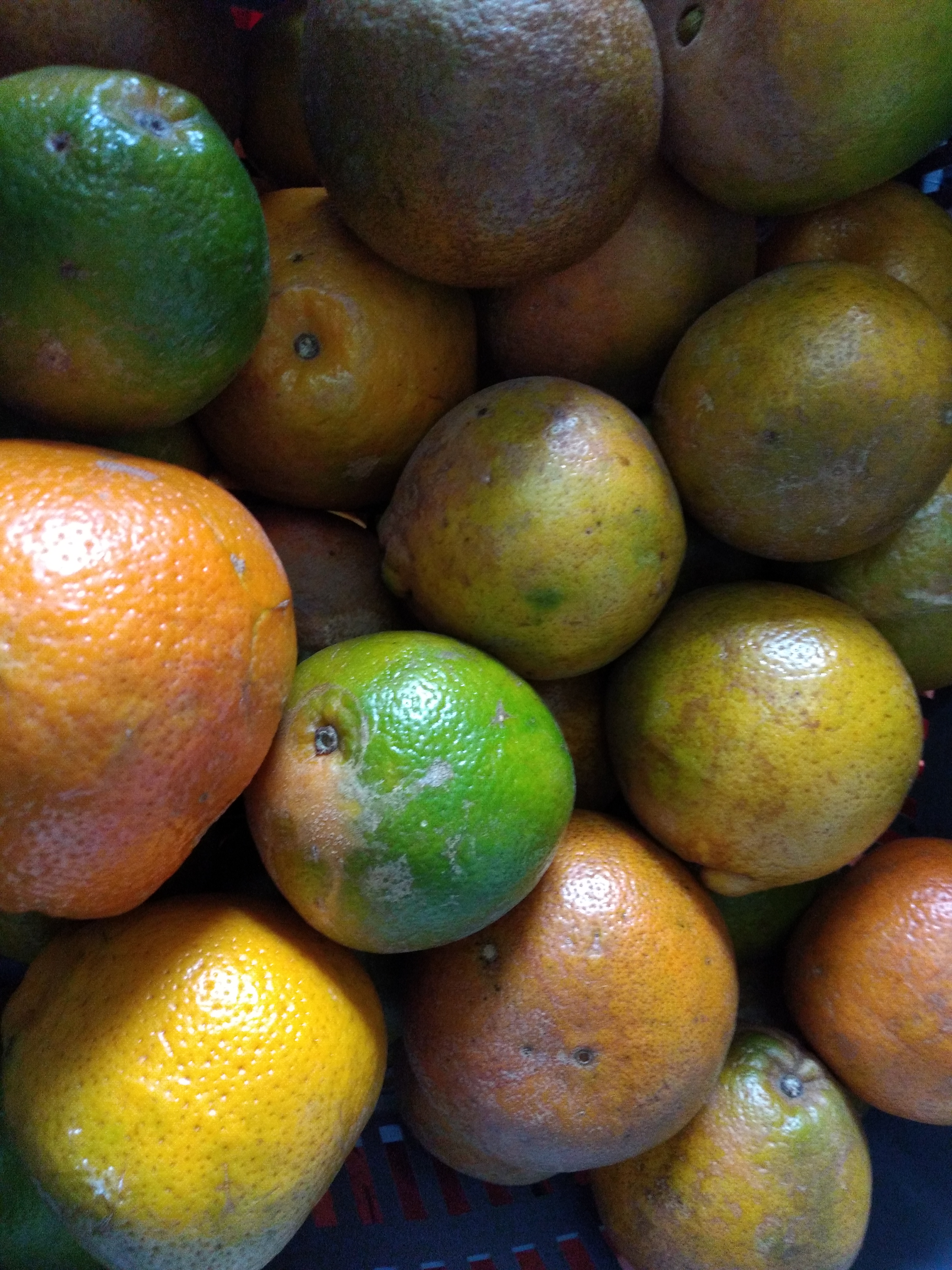 Naranja tangelo