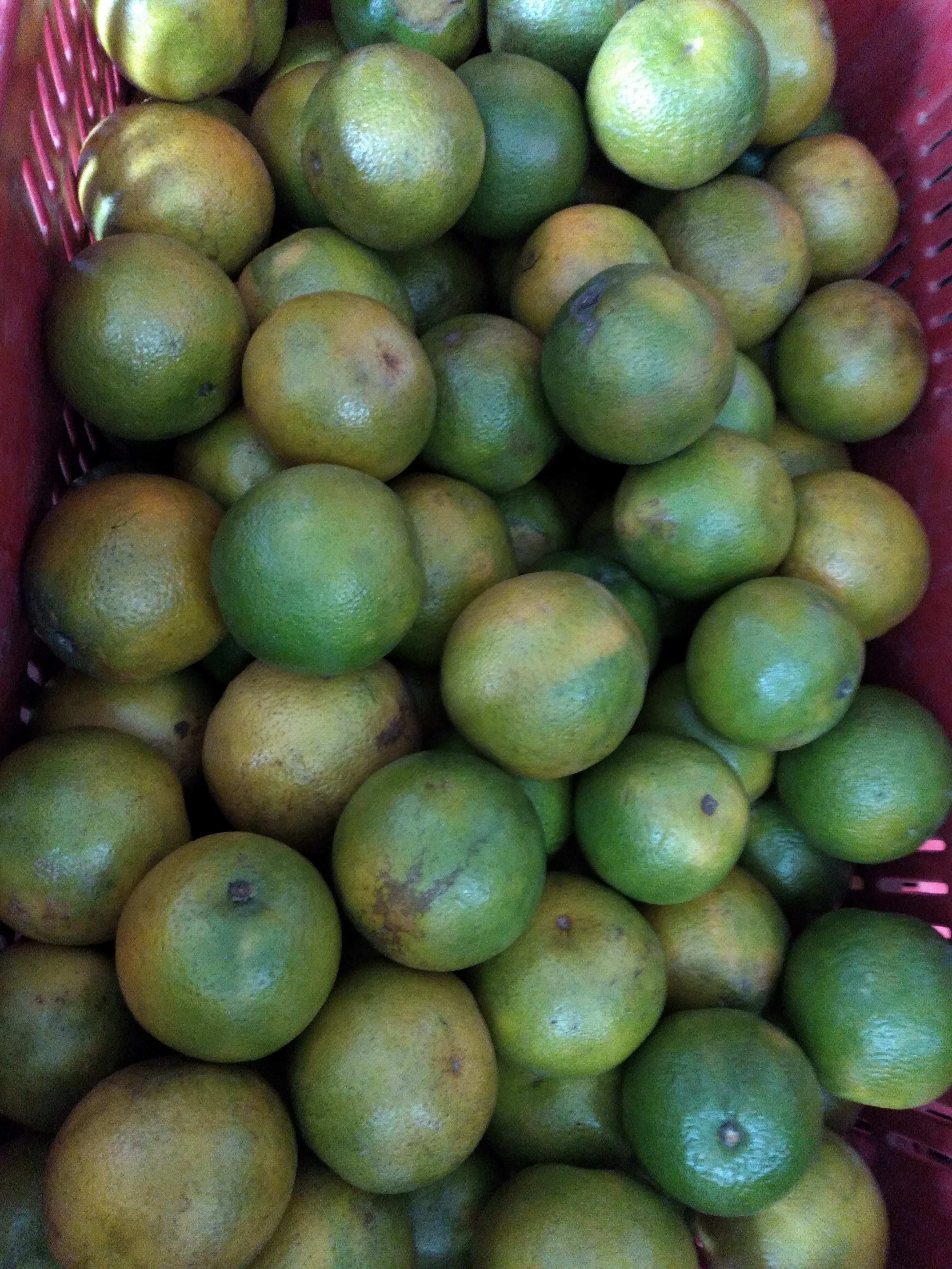 Naranja valencia segunda
