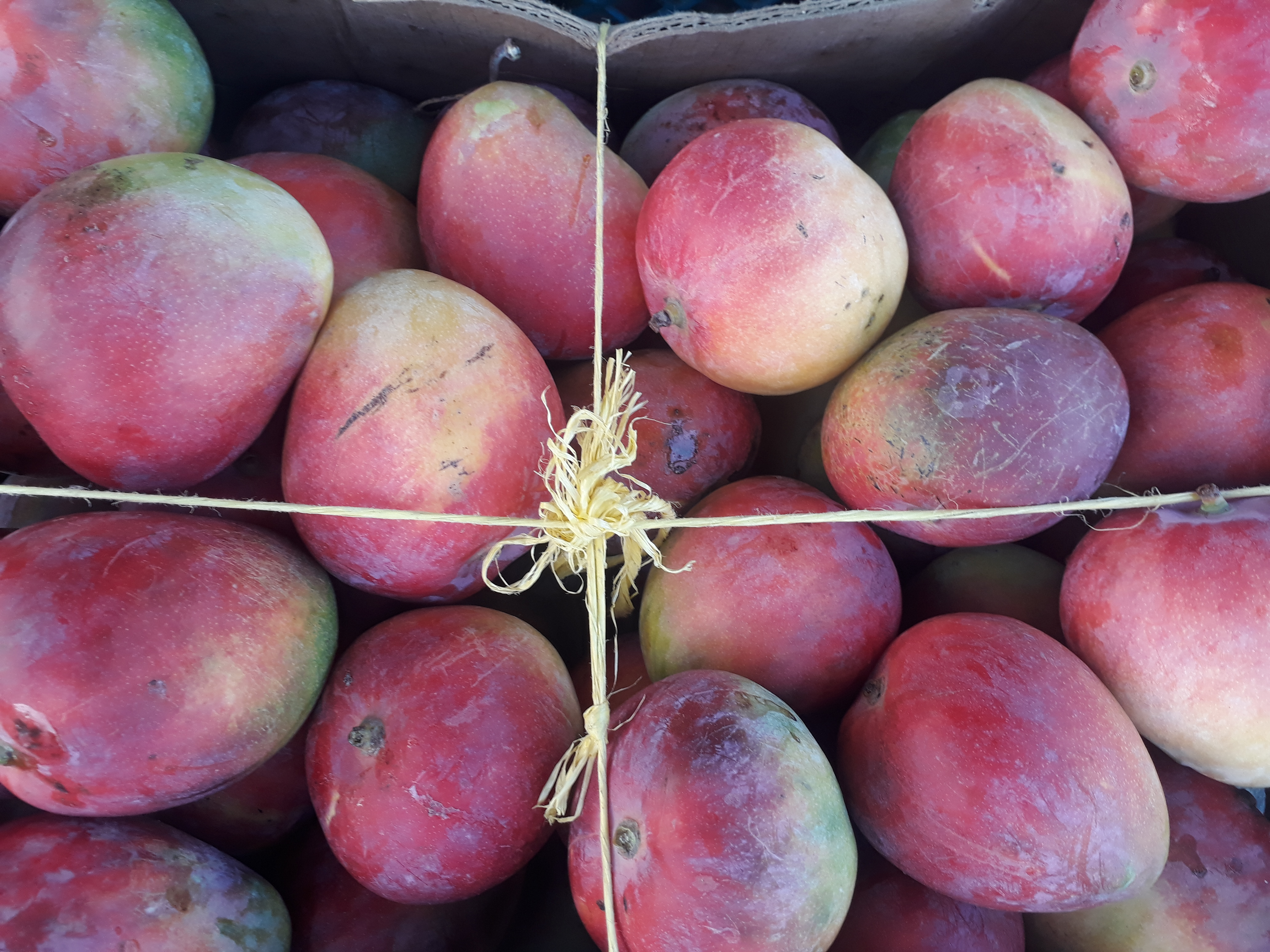Mango banday