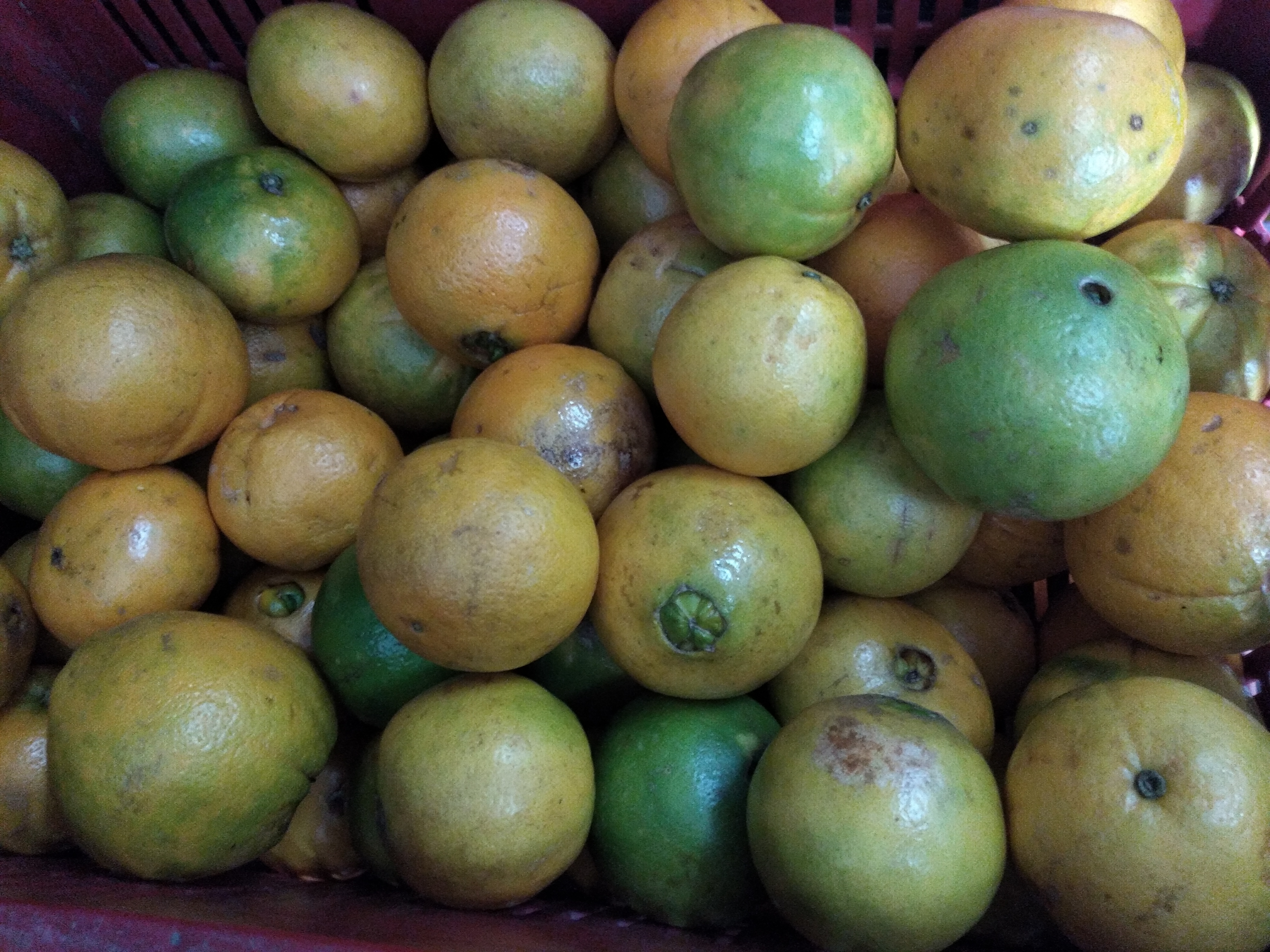 Naranja injerta primera