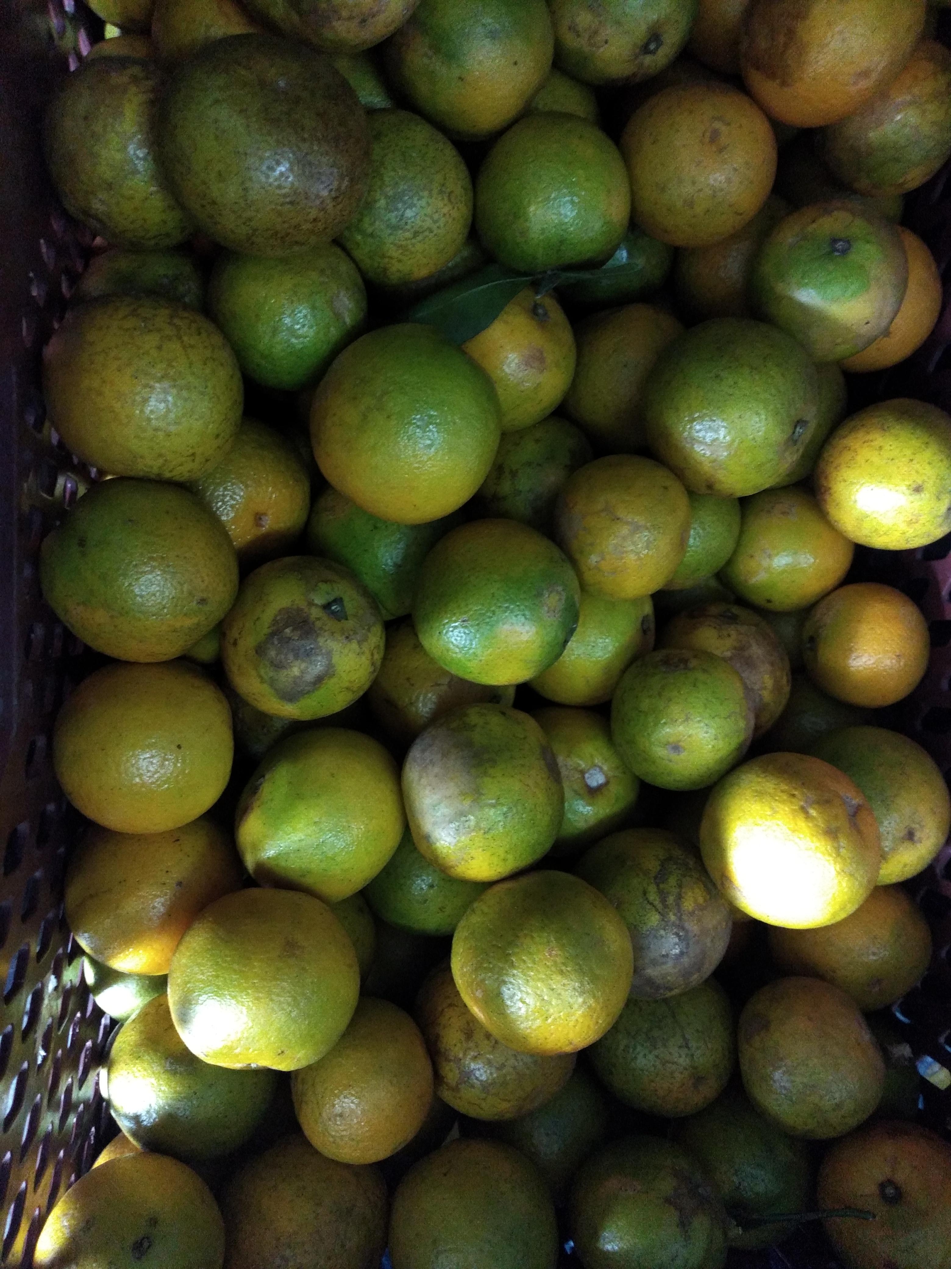 Naranja tercera