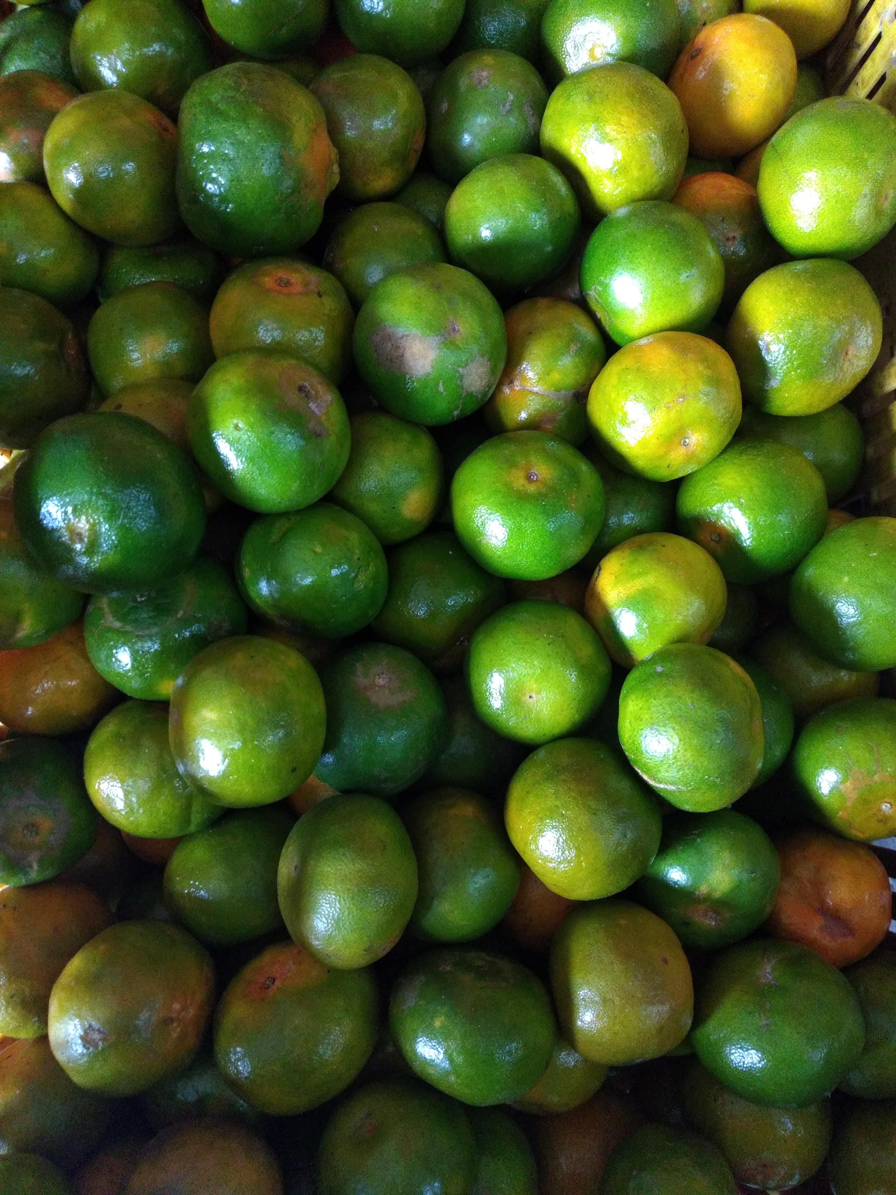 Mandarina tercera
