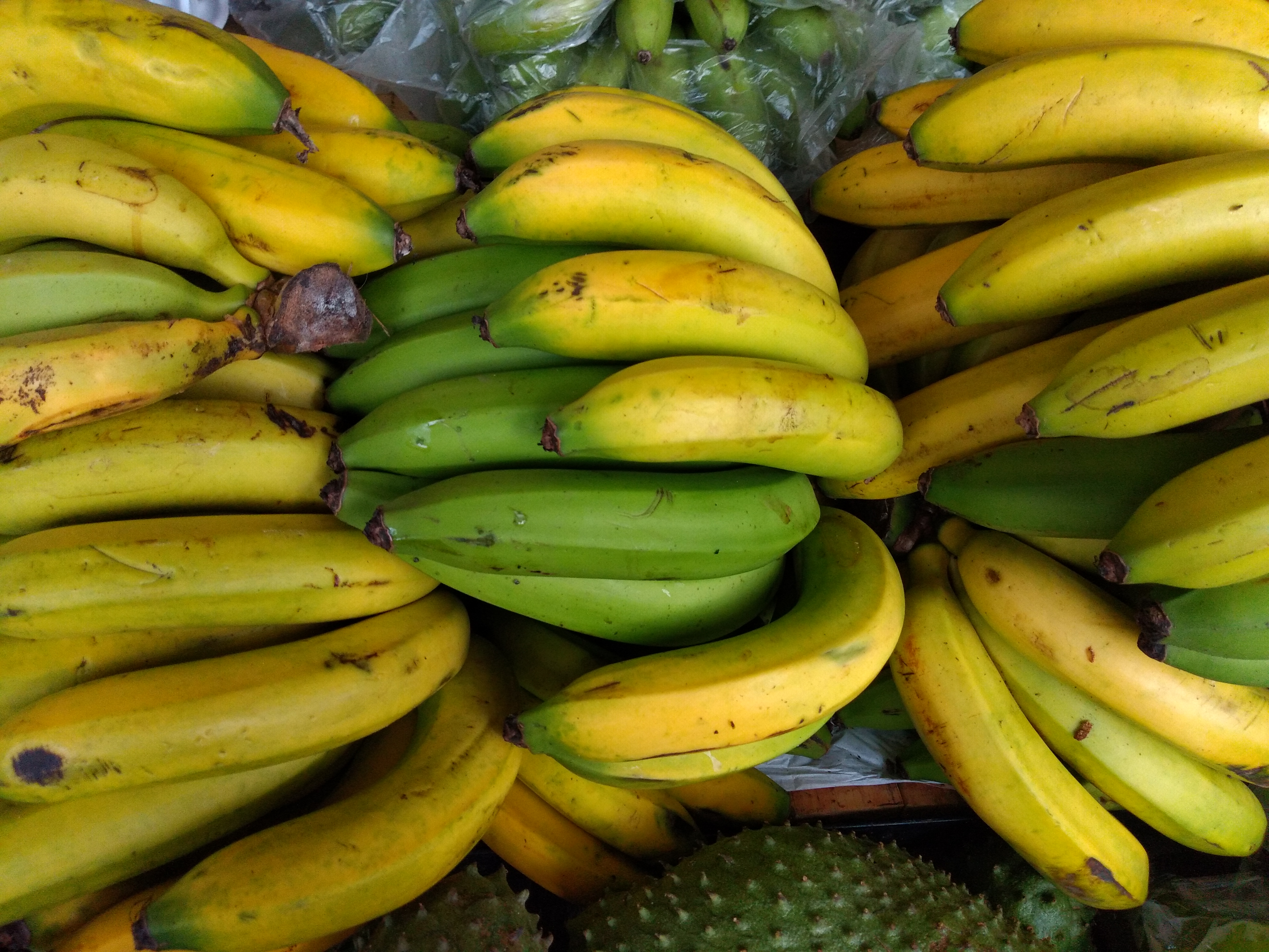 Banano criollo