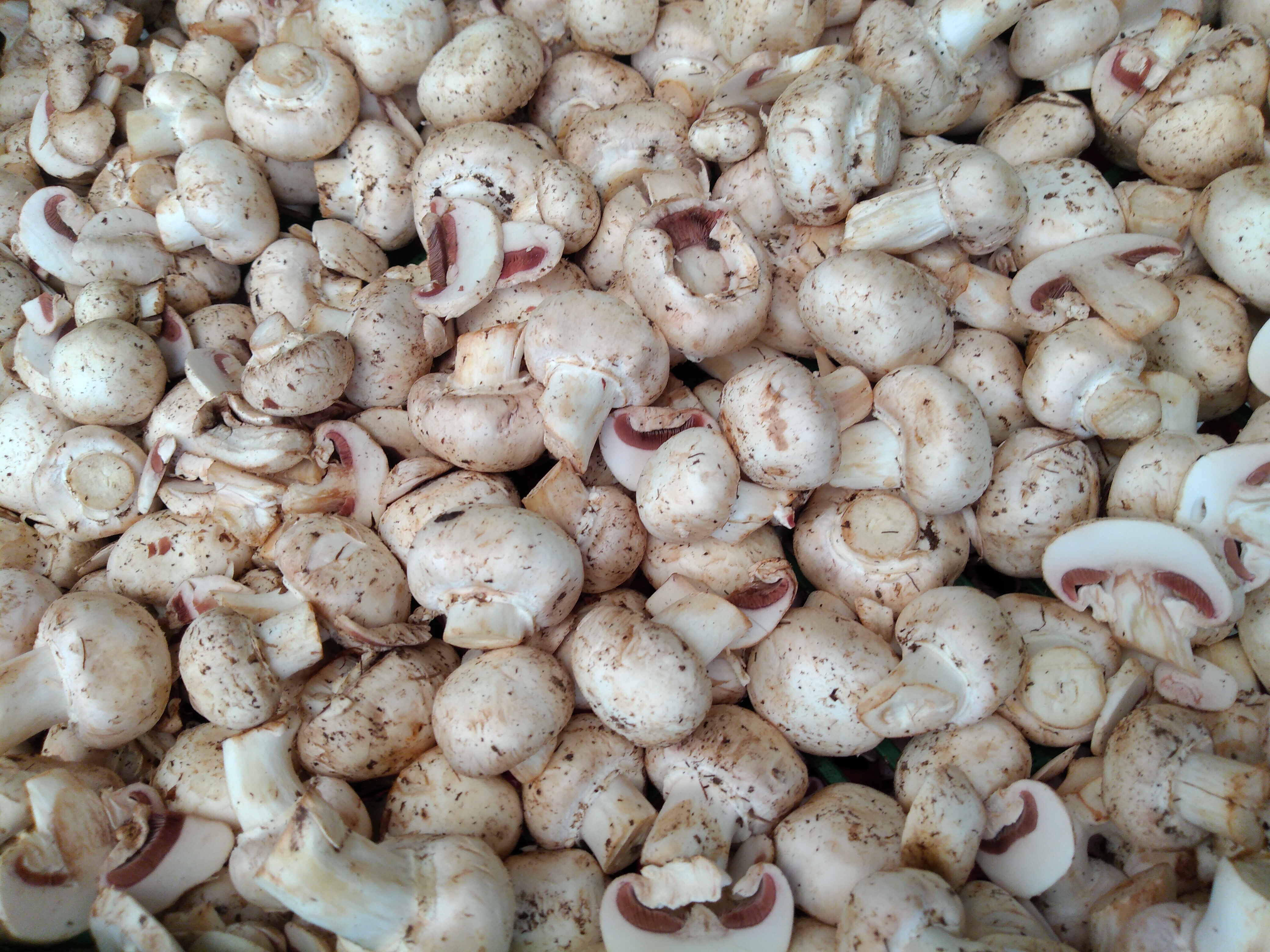Champiñon