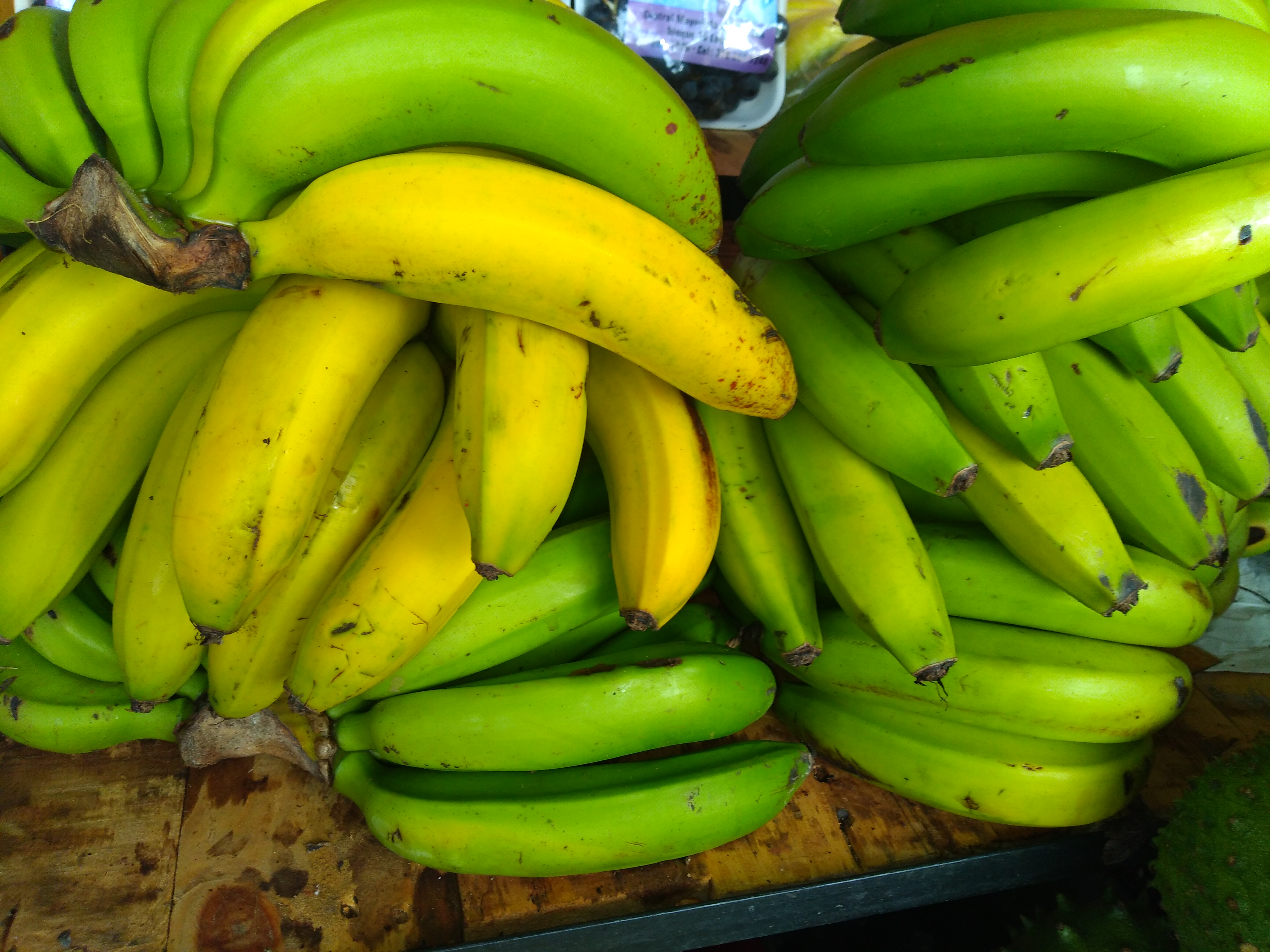 Banano criollo