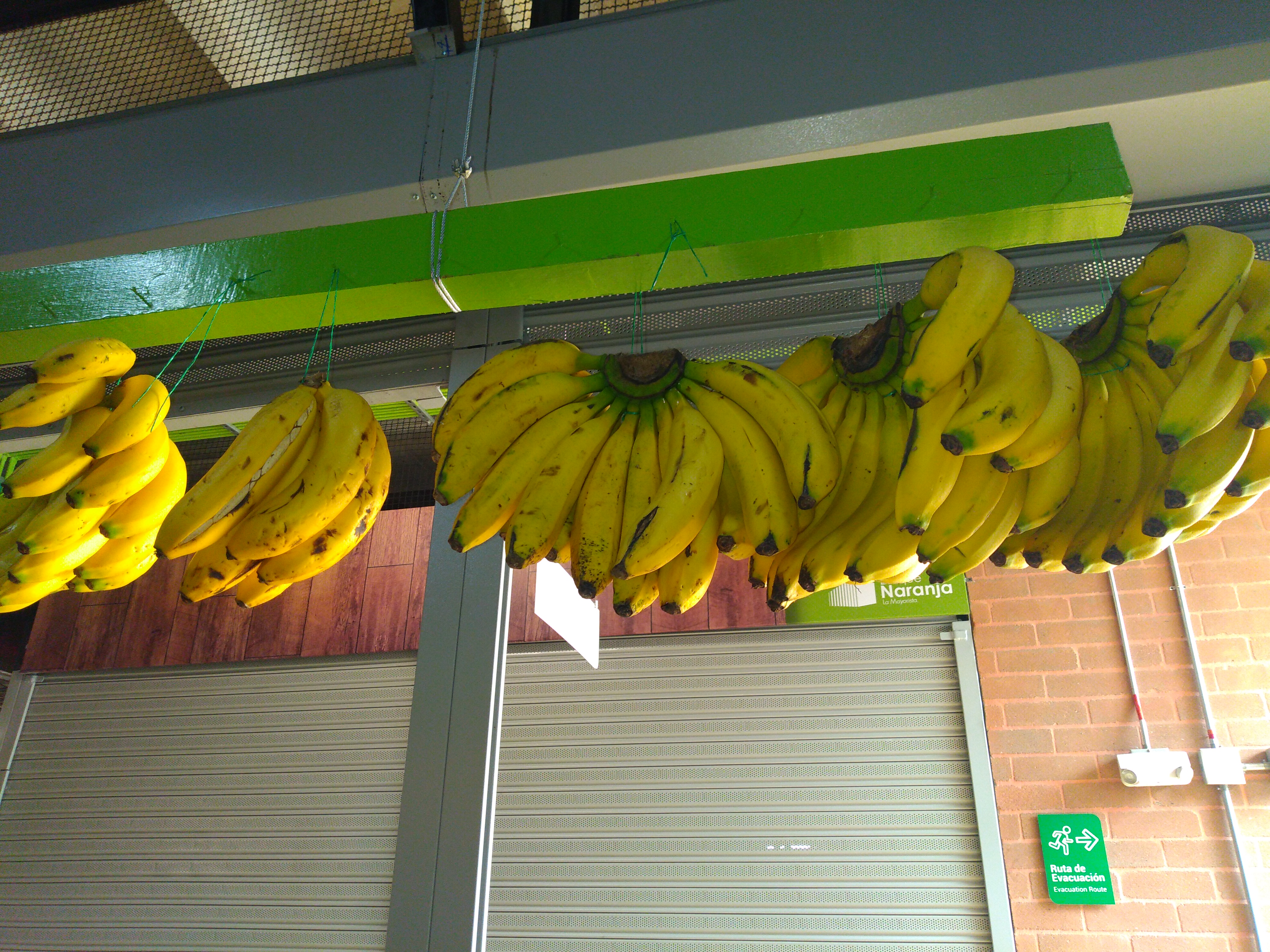 Banano criollo