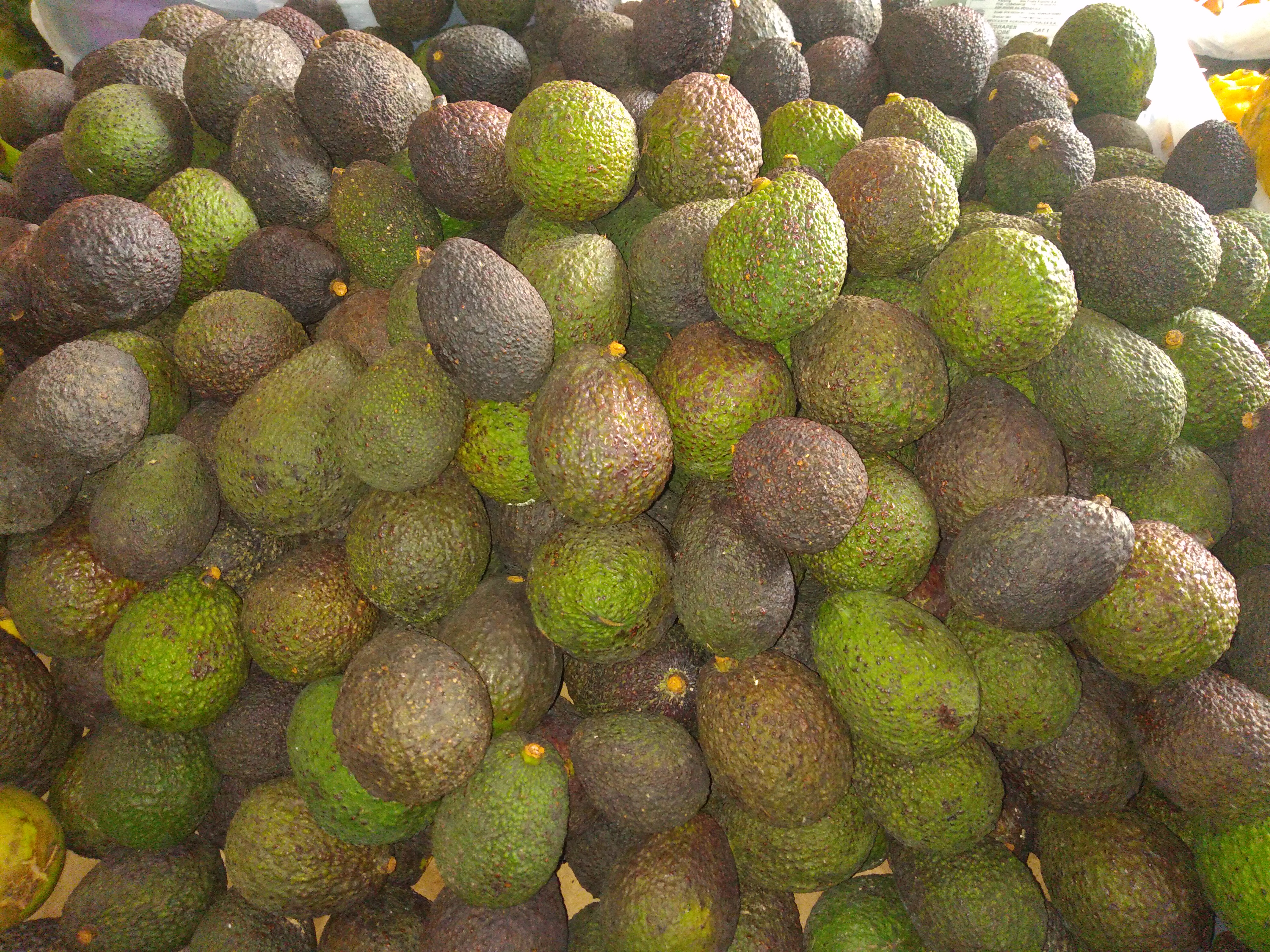 Aguacate Hass bandeja