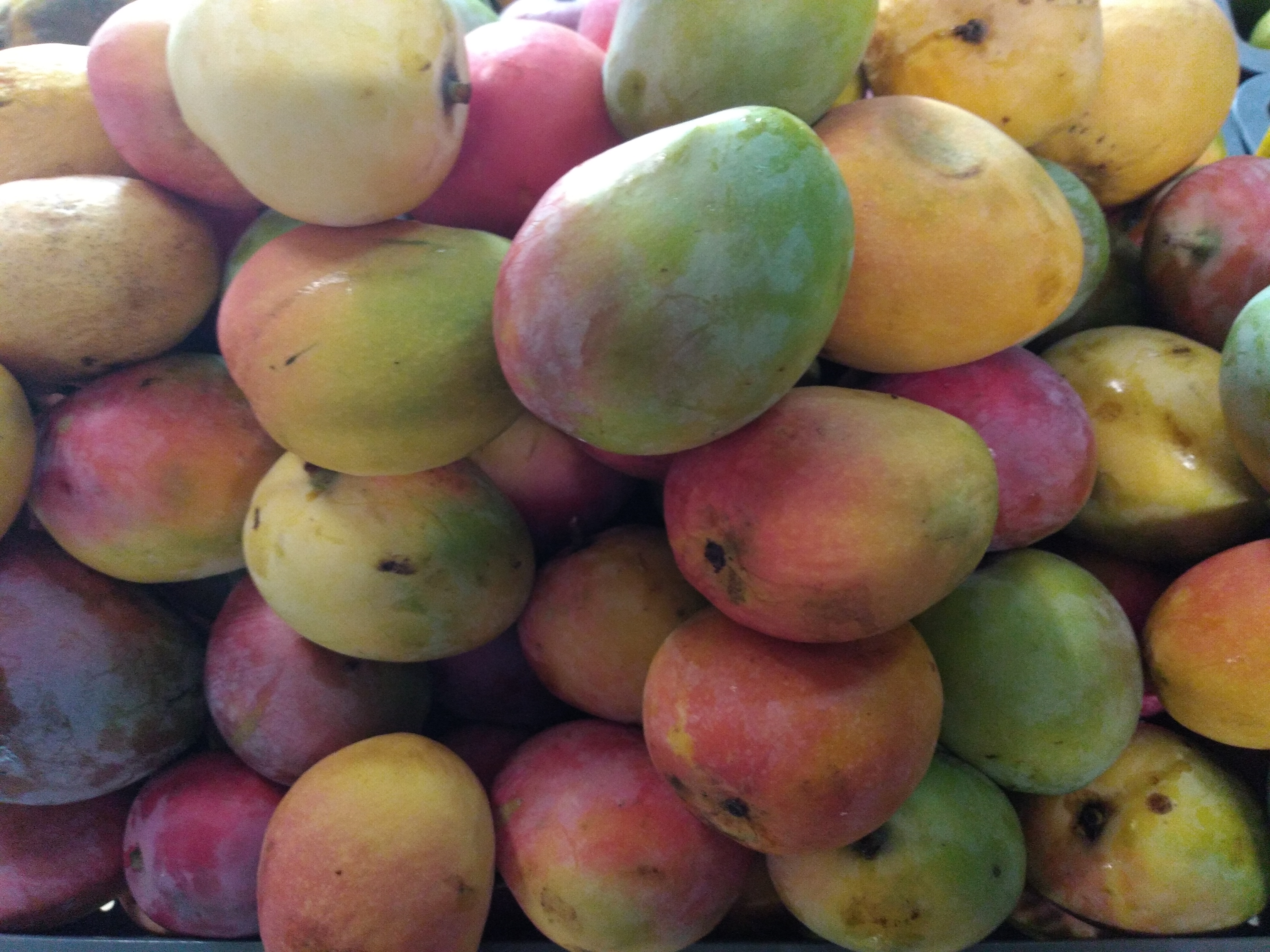 Mango manzano