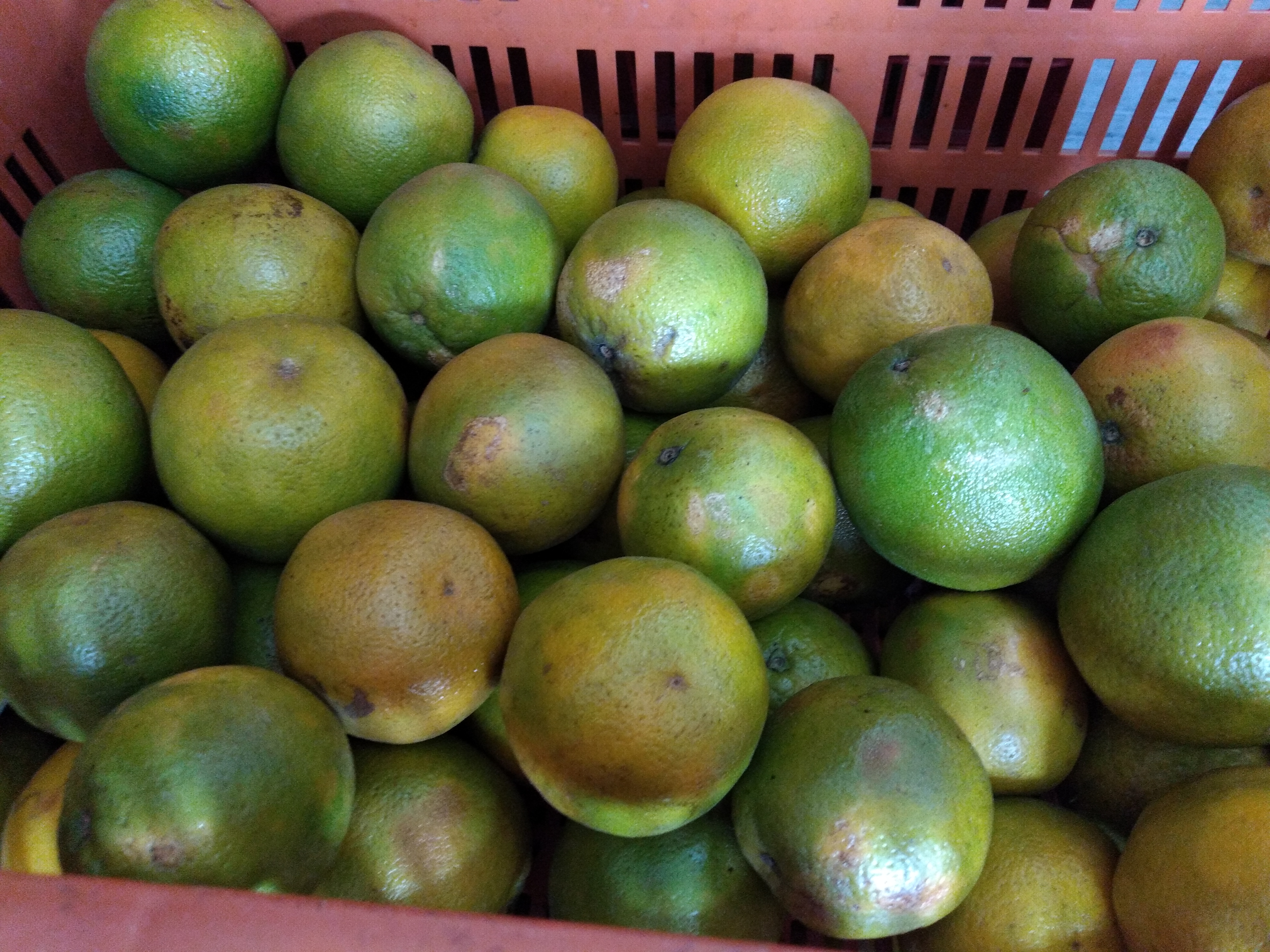 Naranja Valencia primera