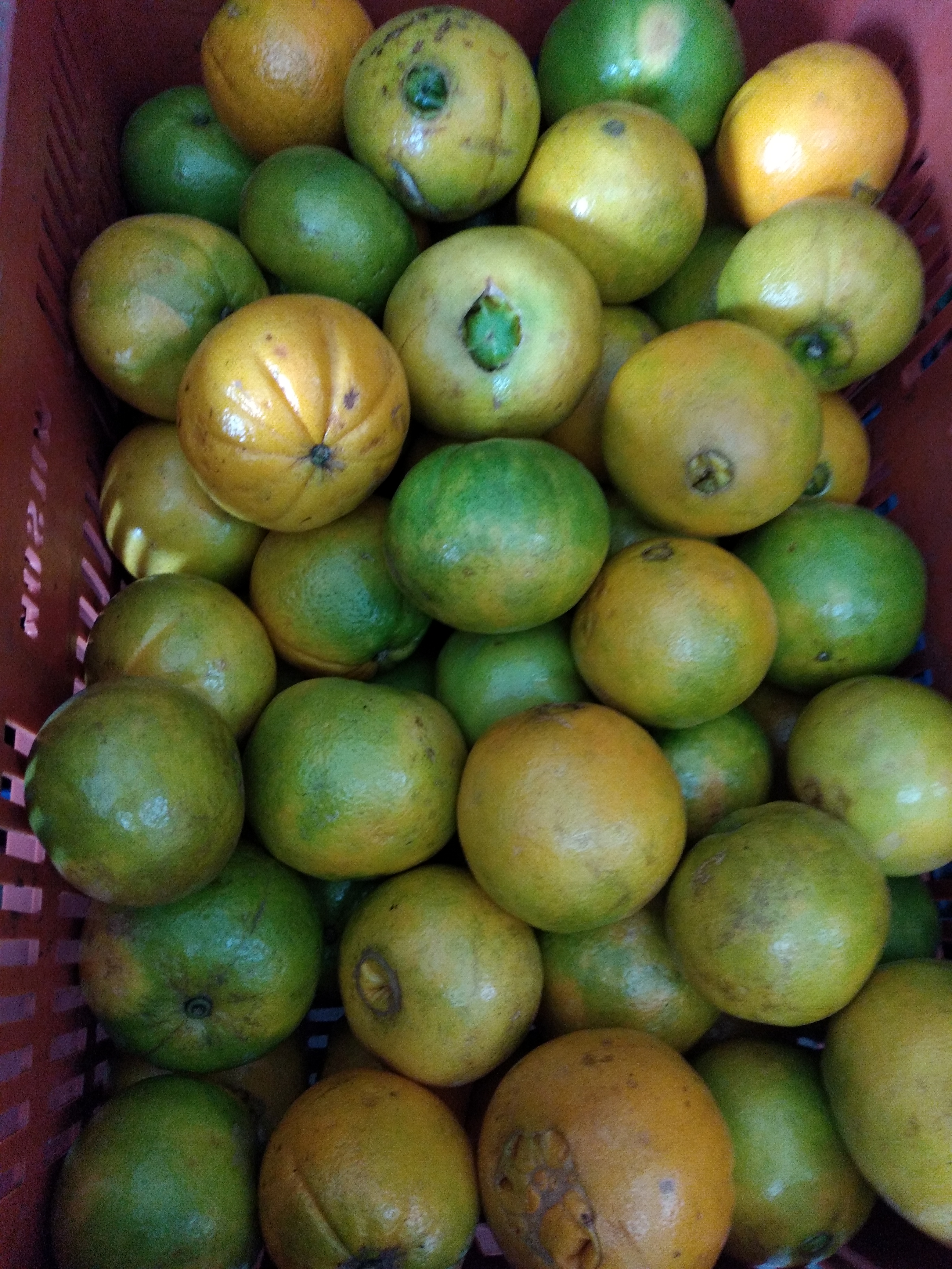 Naranja ombligona