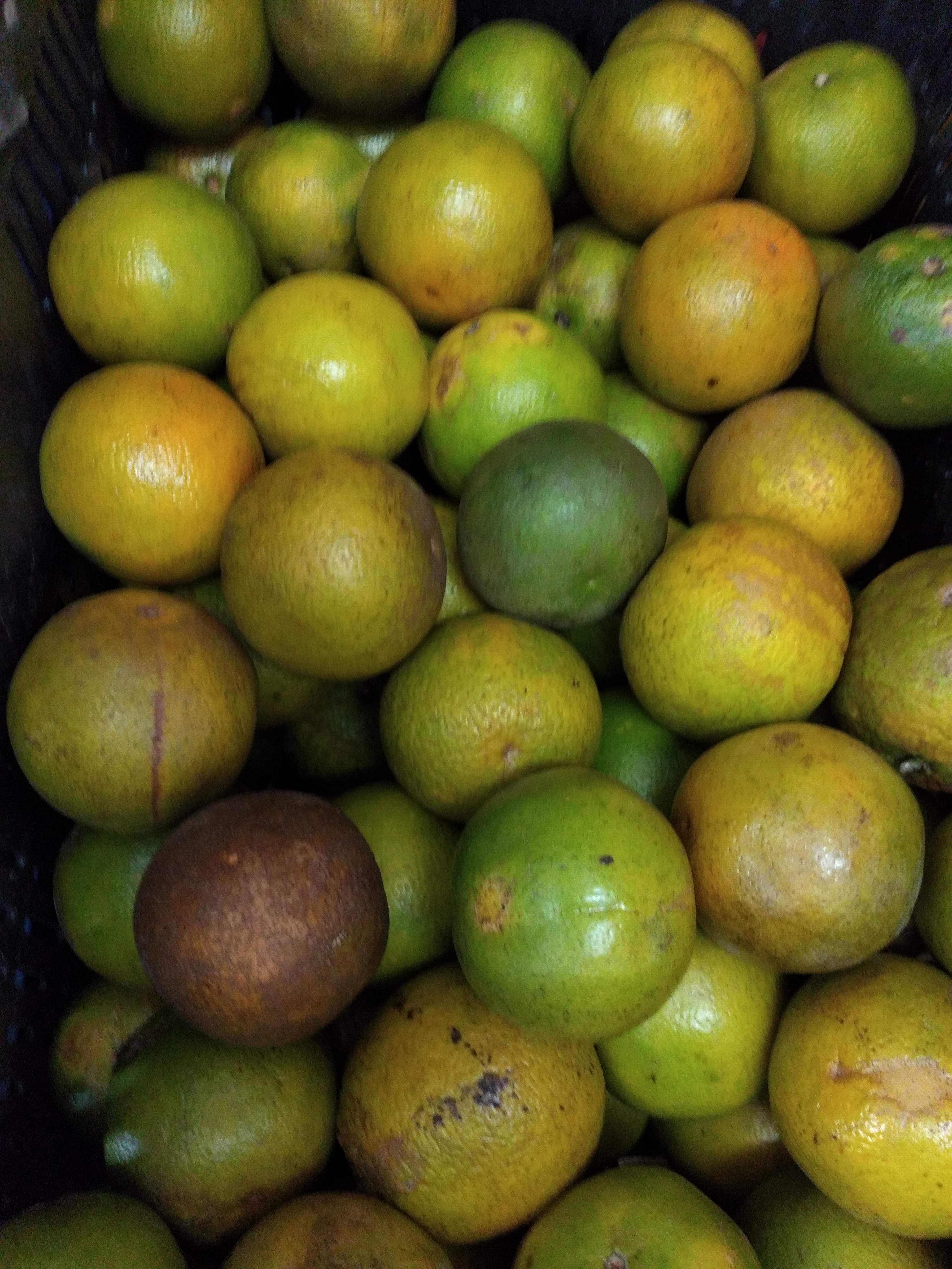 Naranja manchada