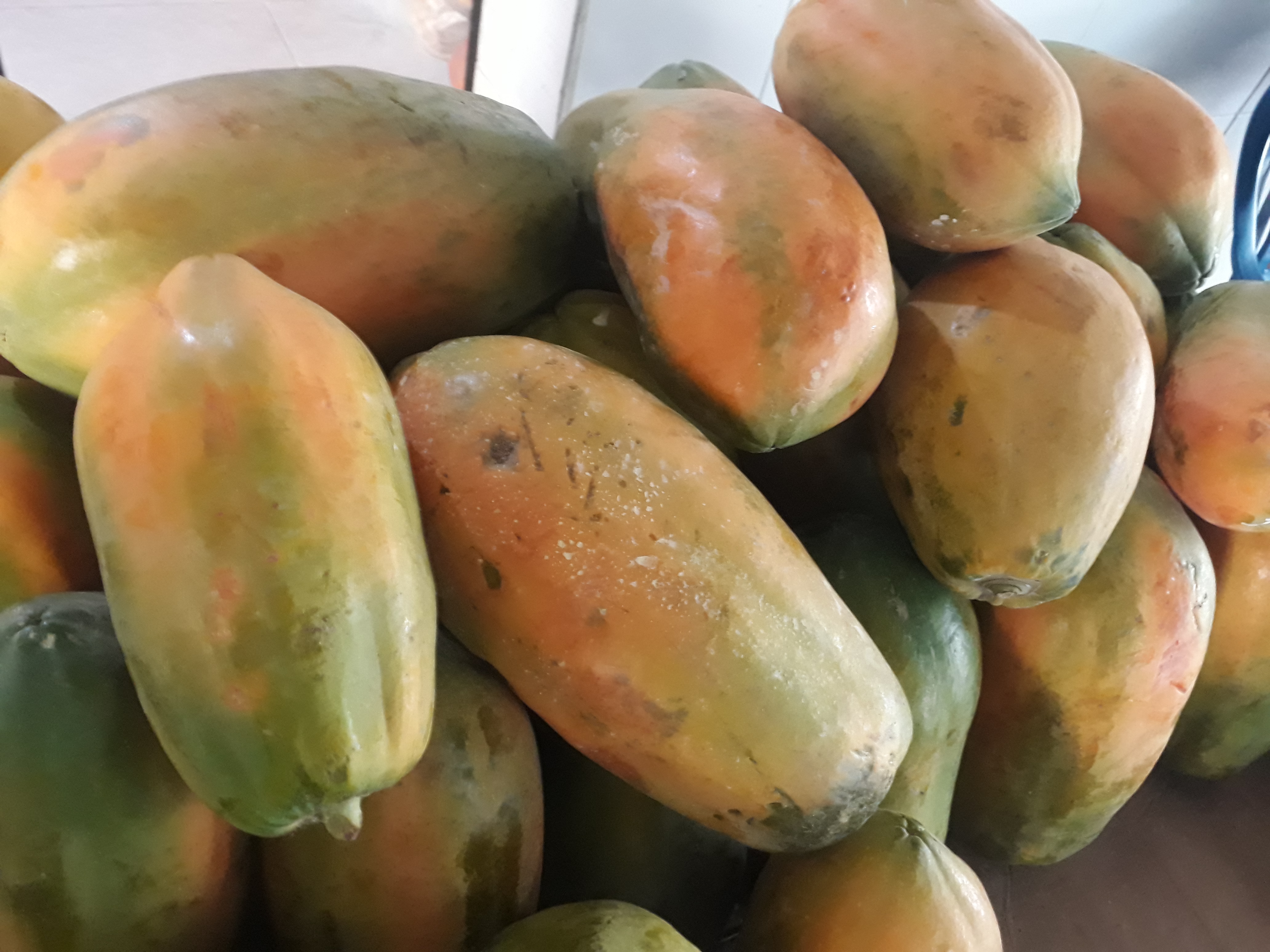 Papaya