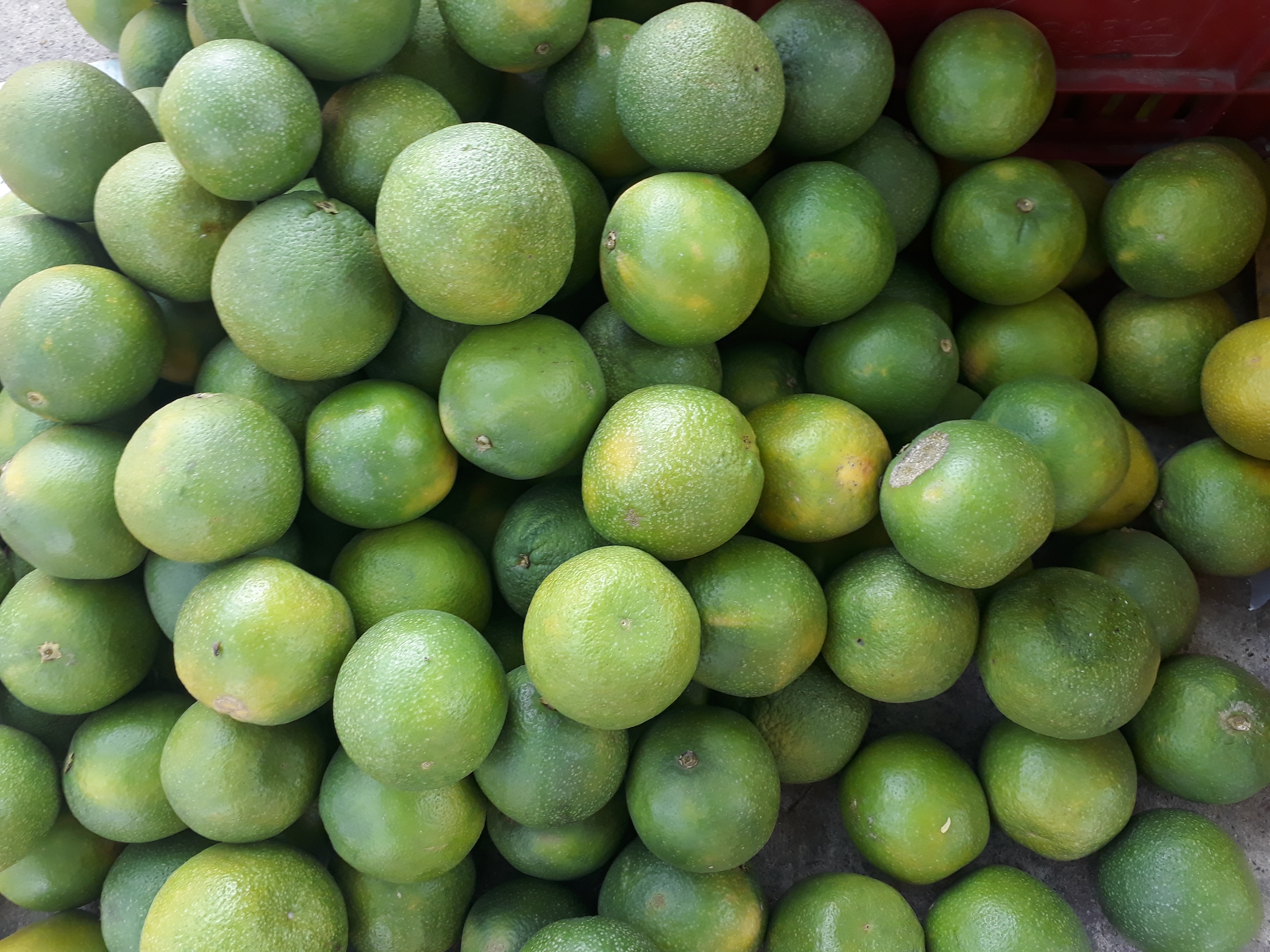 Naranja dulce grande