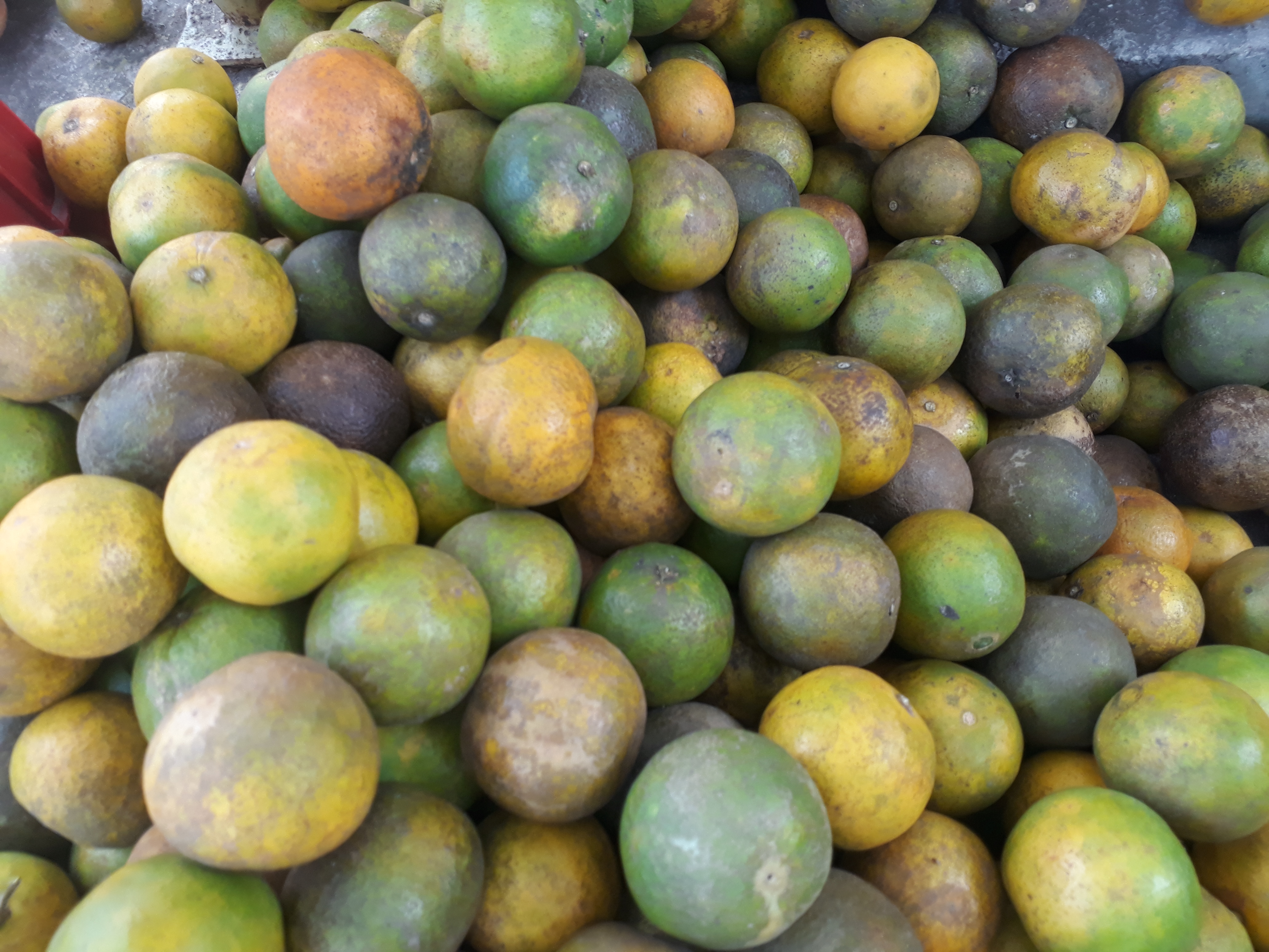 Naranja quindeana