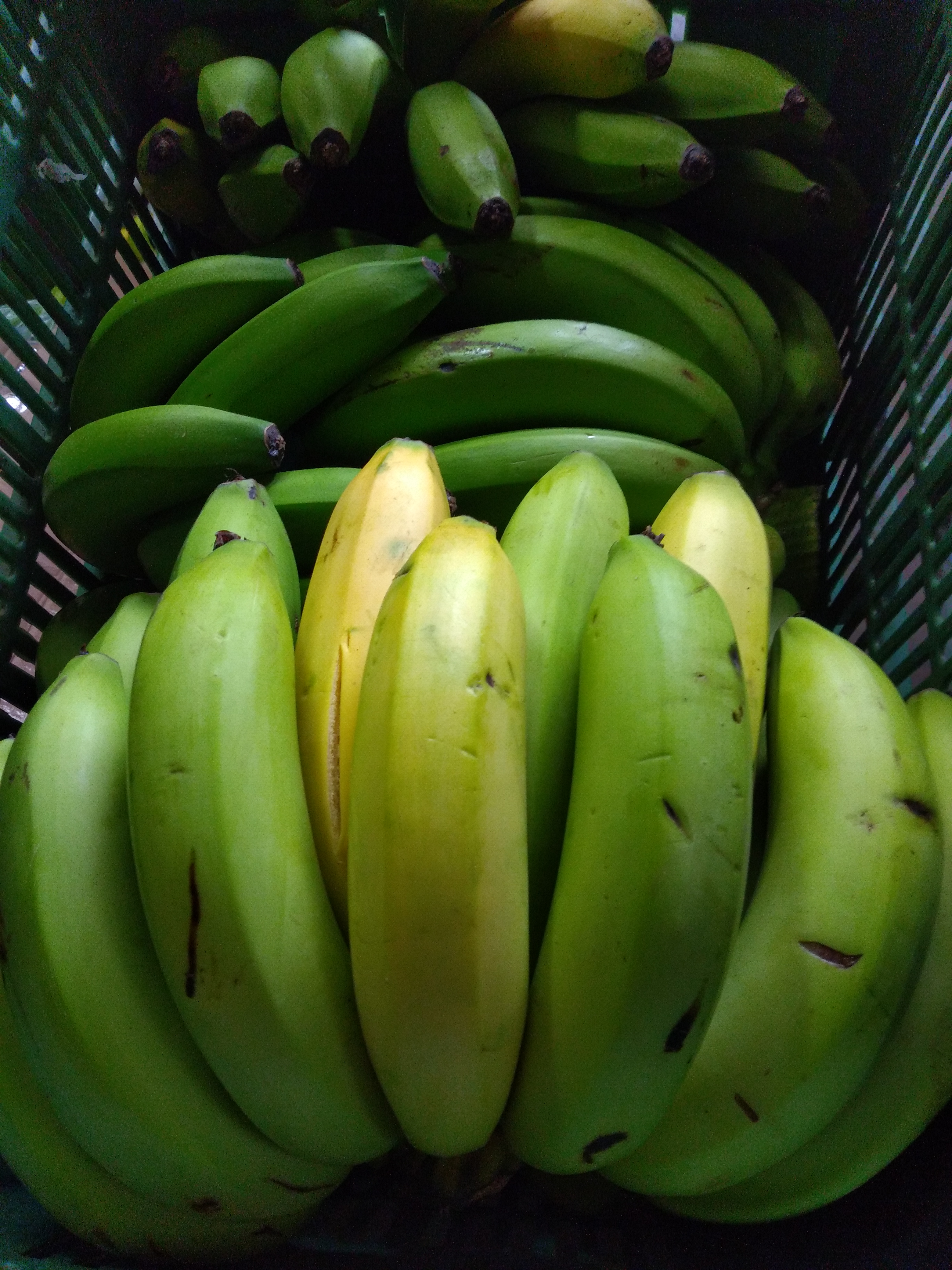 Banano criollo