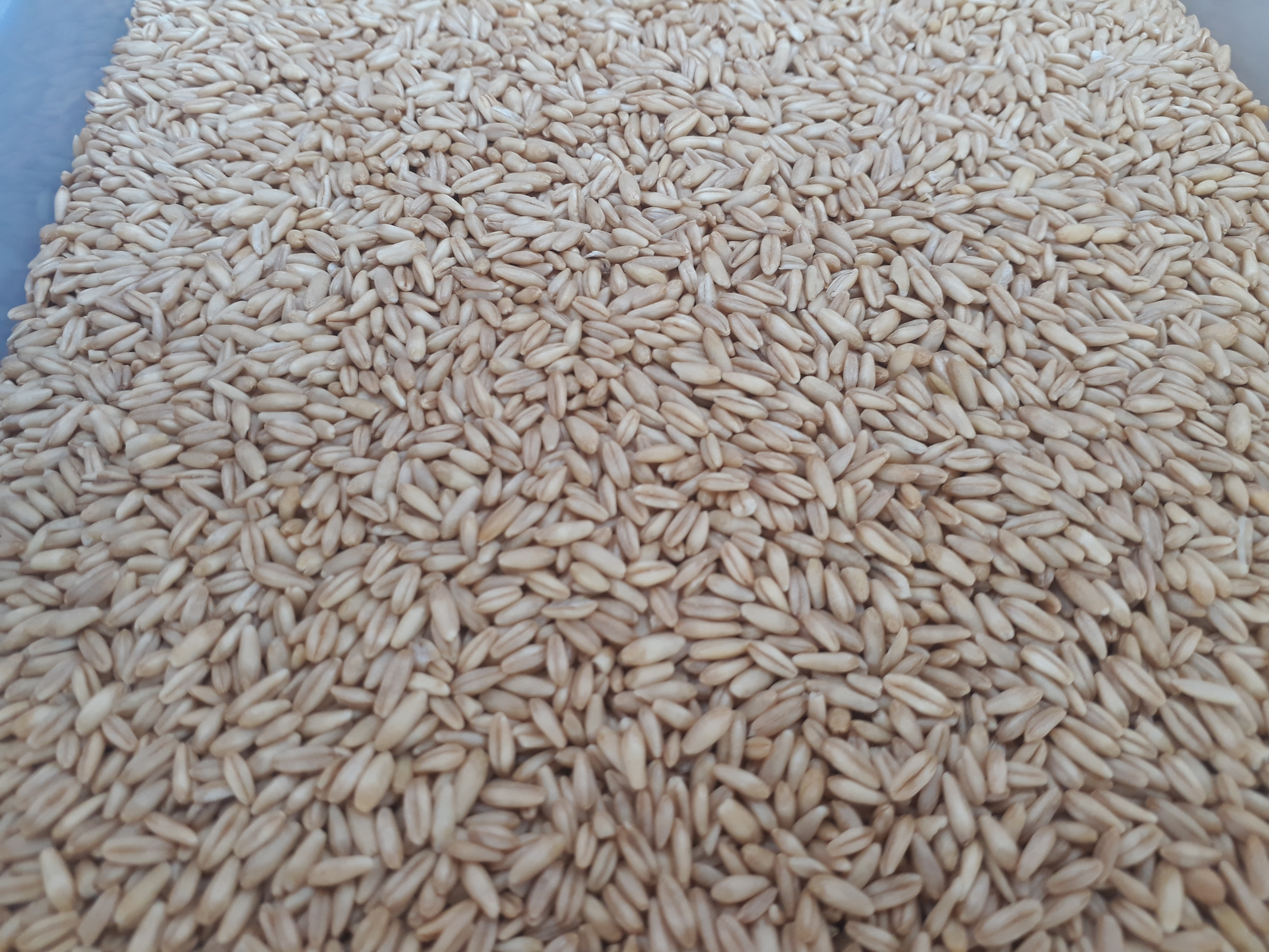 Avena en grano