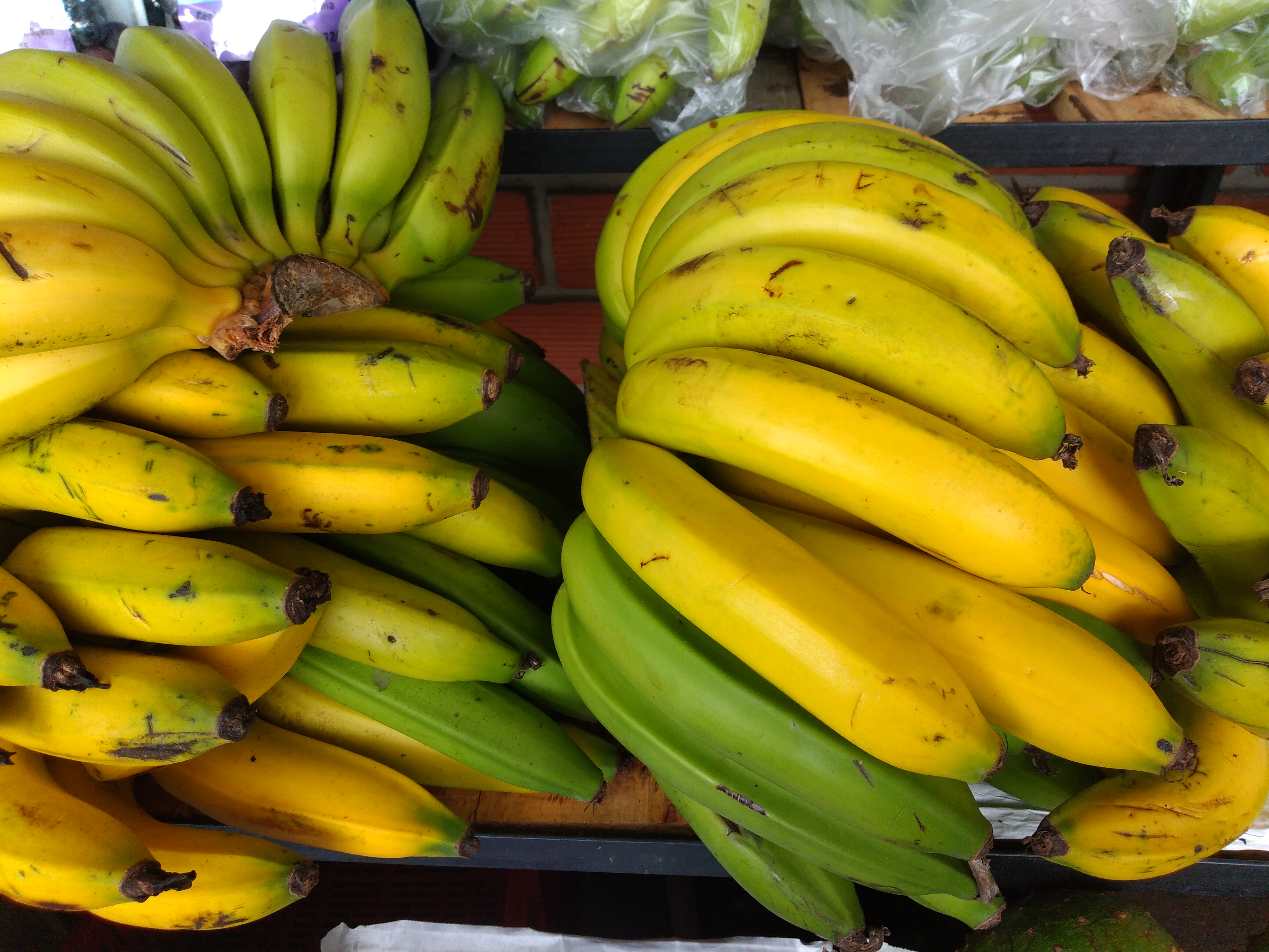 Banano criollo