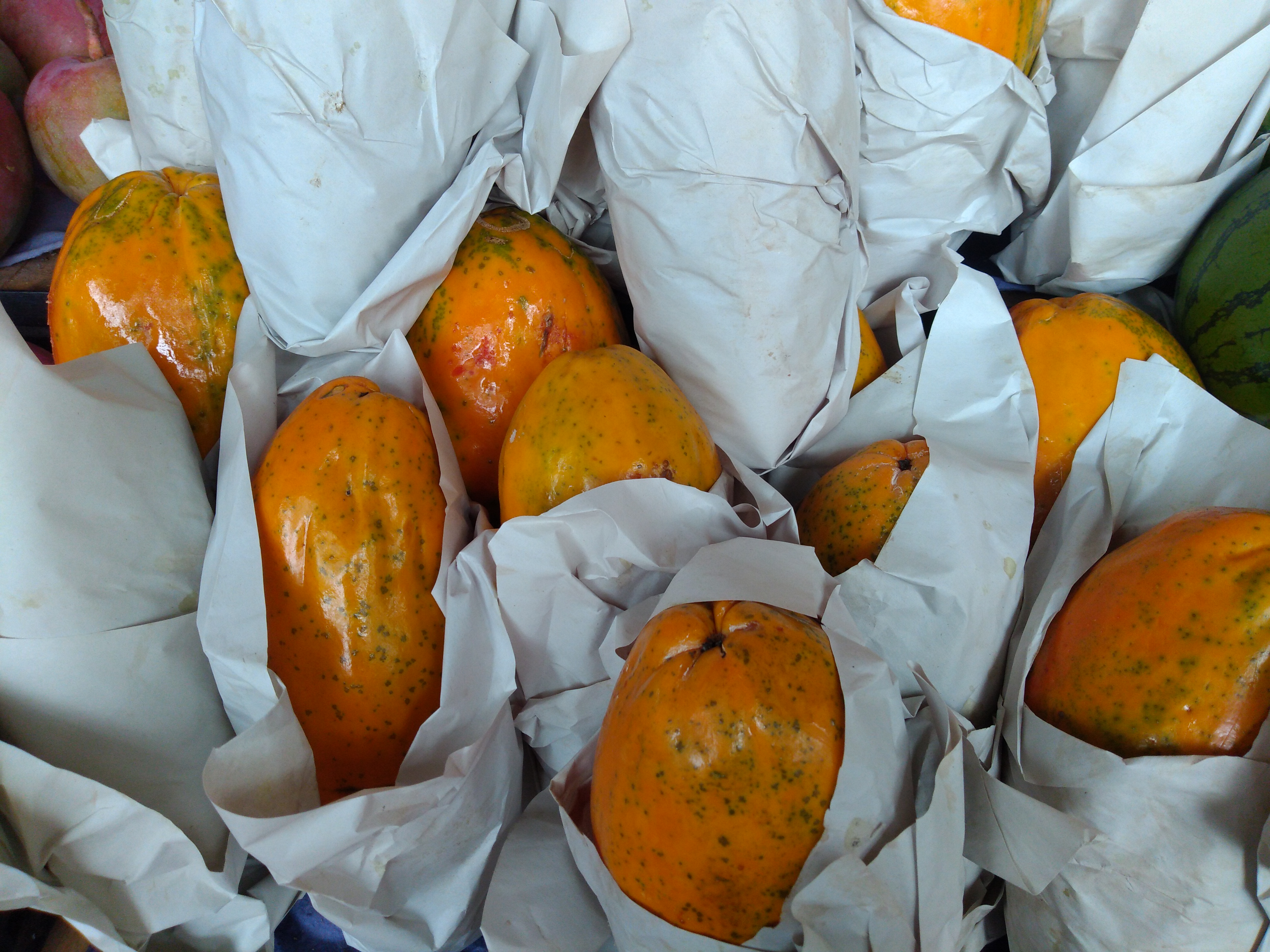 Papaya maradol