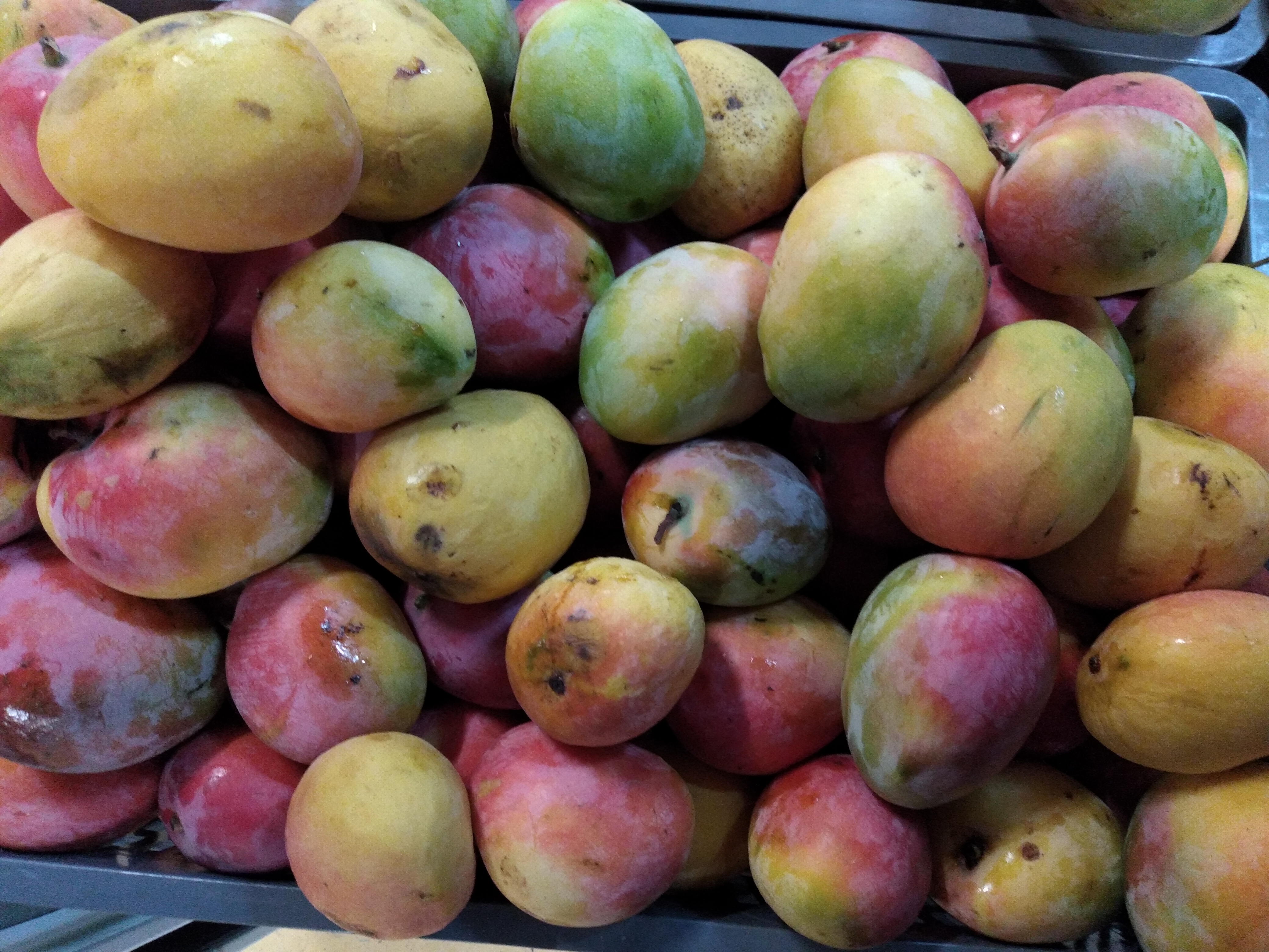 Mango criollo